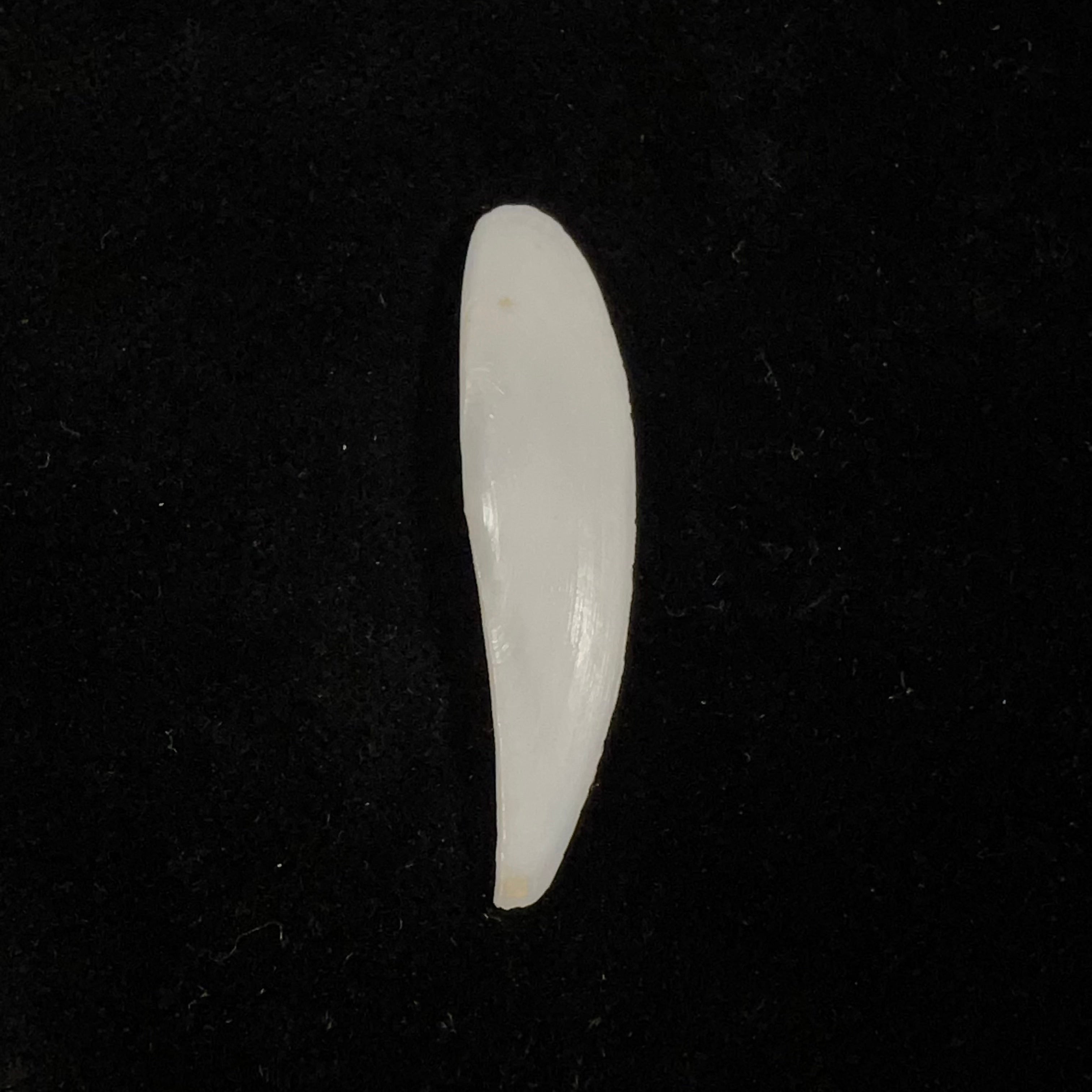 Adrana electa (A. Adams, 1846) - 41,5mm