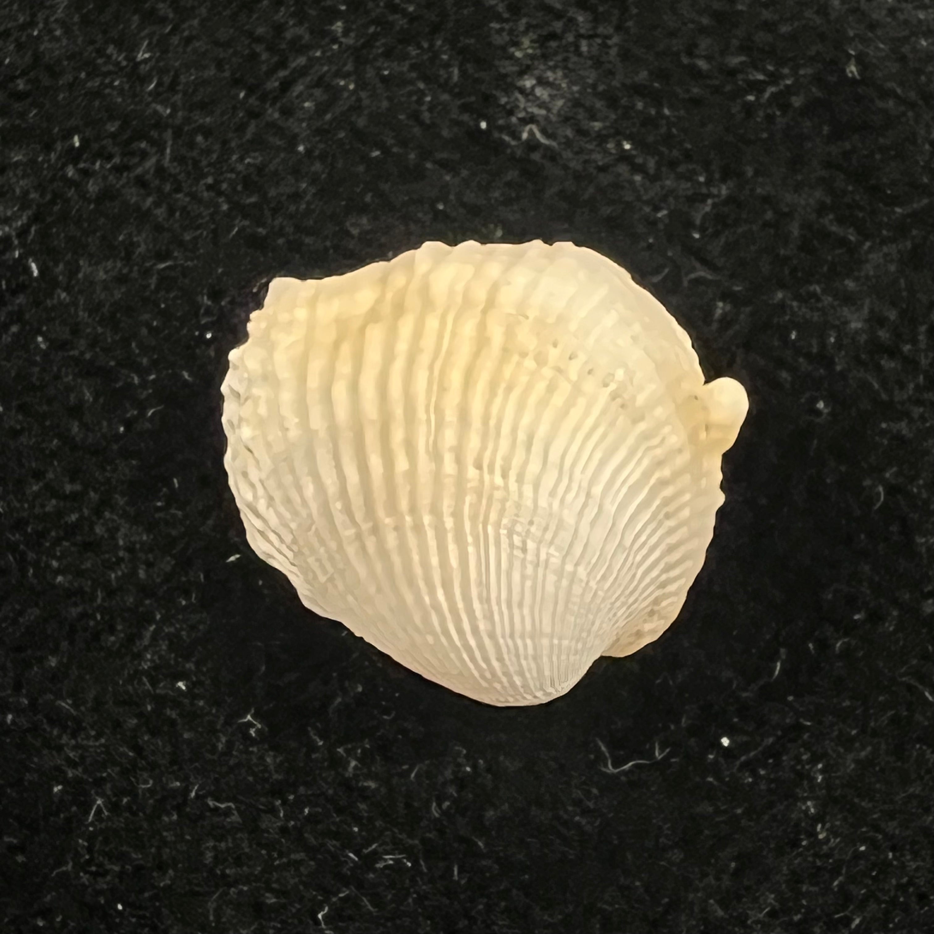 Choristodon typicus Jonas, 1844 - 17,4mm