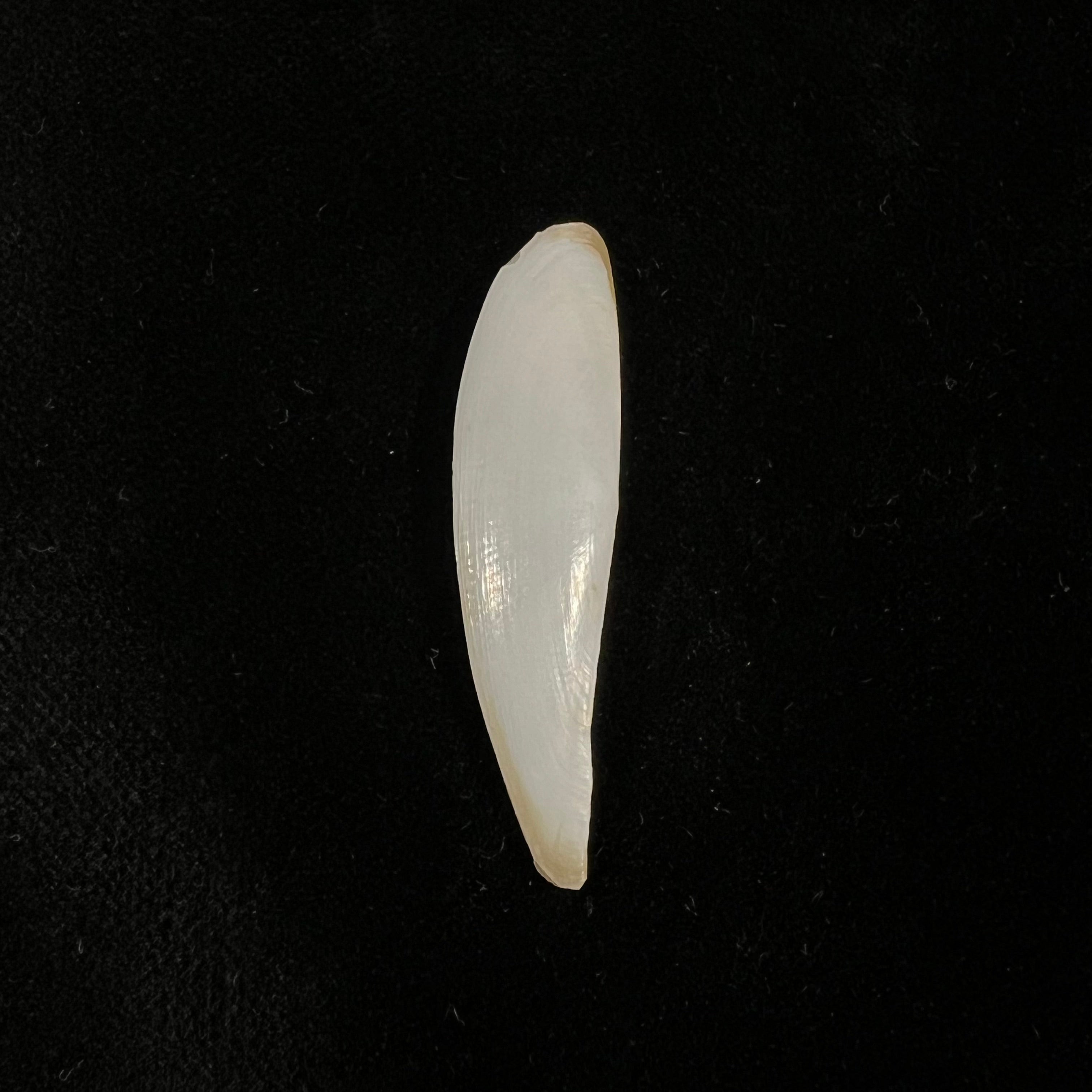 Adrana electa (A. Adams, 1846) - 43mm