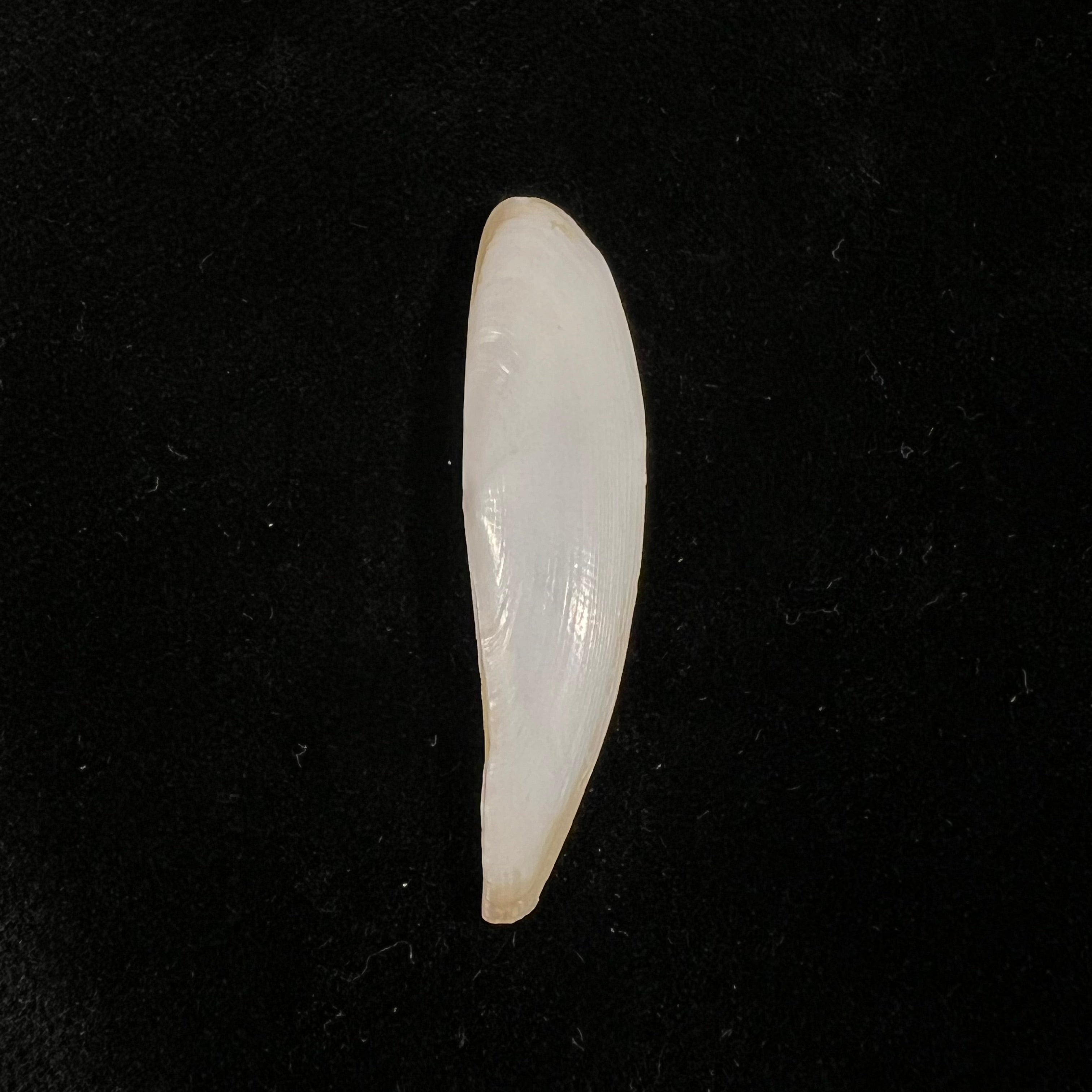 Adrana electa (A. Adams, 1846) - 43mm