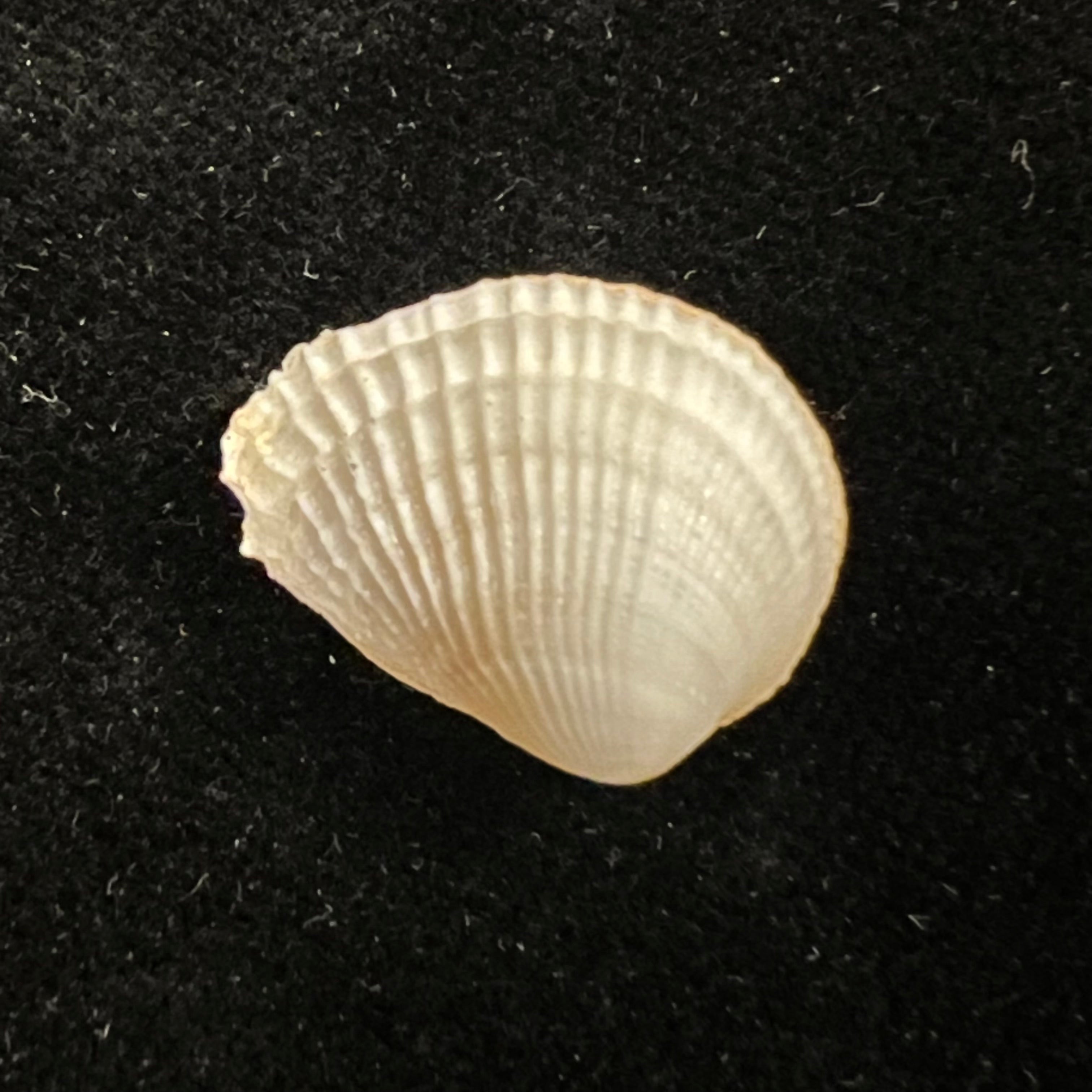 Choristodon typicus Jonas, 1844 - 18mm