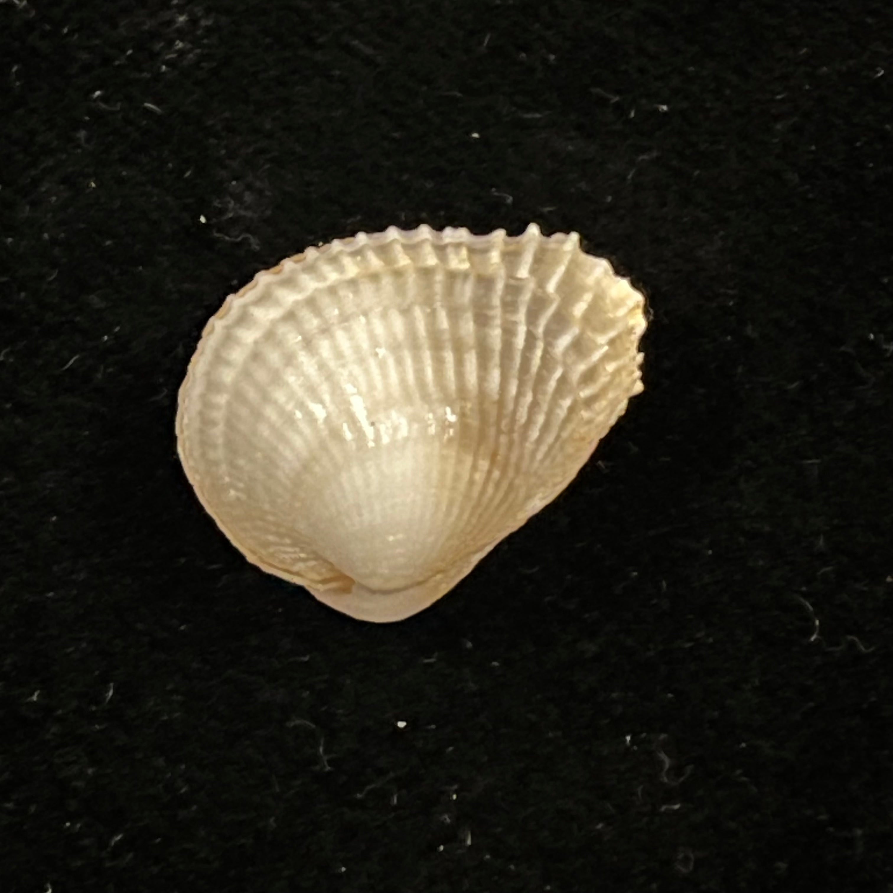 Choristodon typicus Jonas, 1844 - 18mm