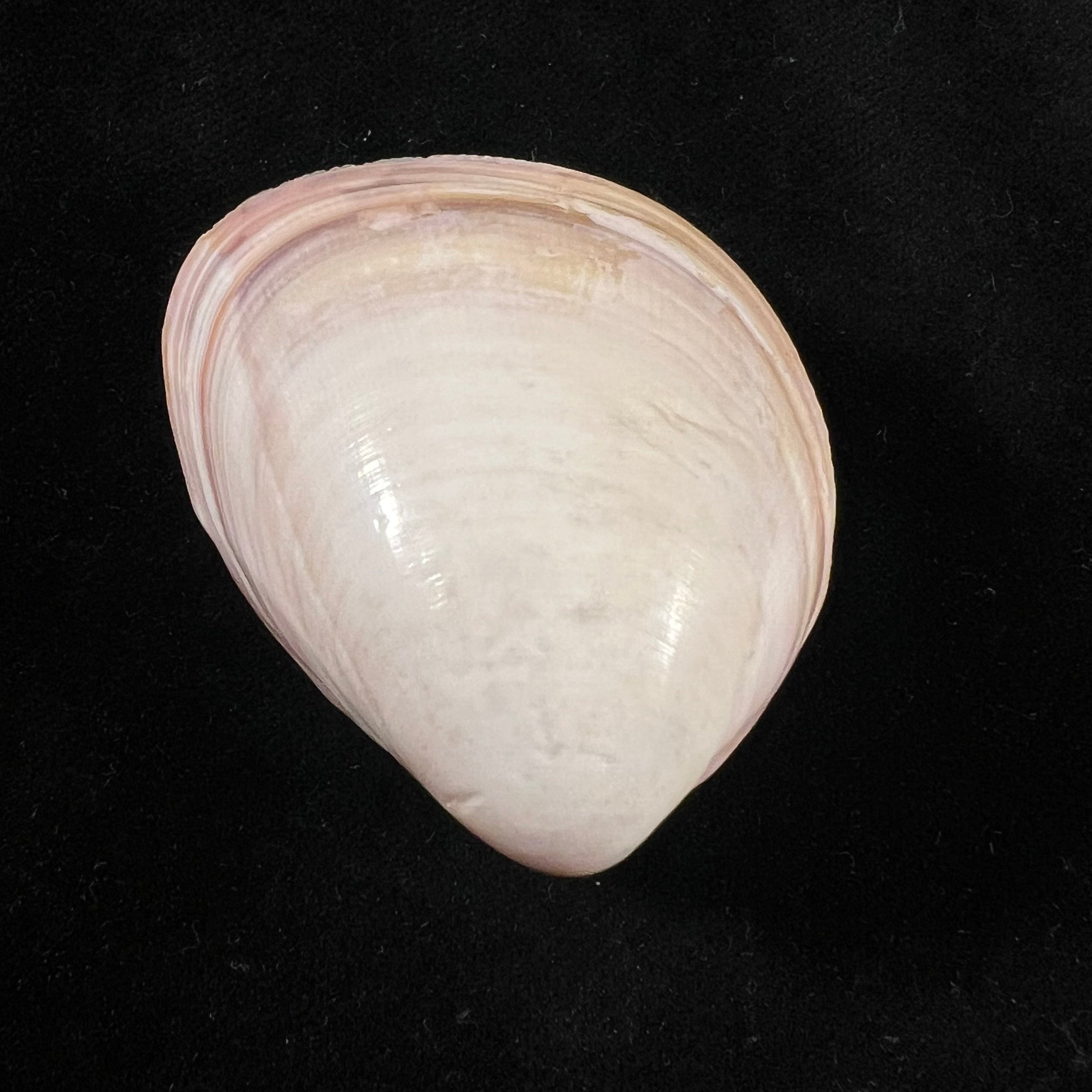 Fulvia laevigata (Linnaeus, 1758) - 47,7mm