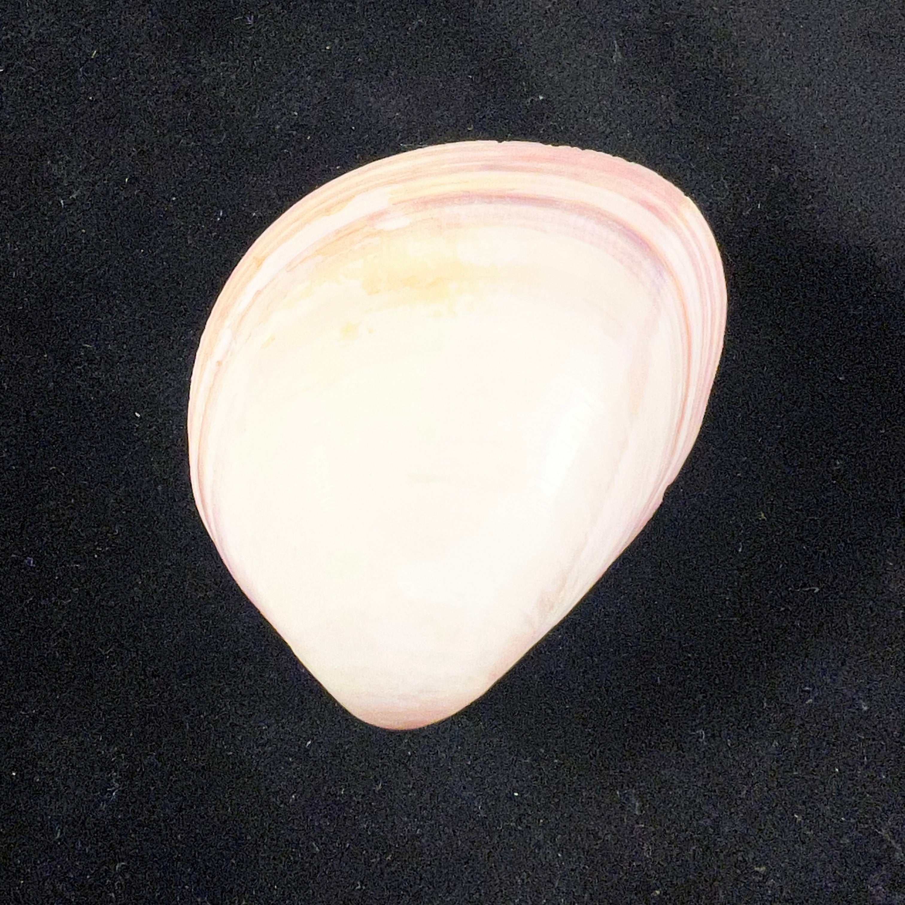 Fulvia laevigata (Linnaeus, 1758) - 47,7mm
