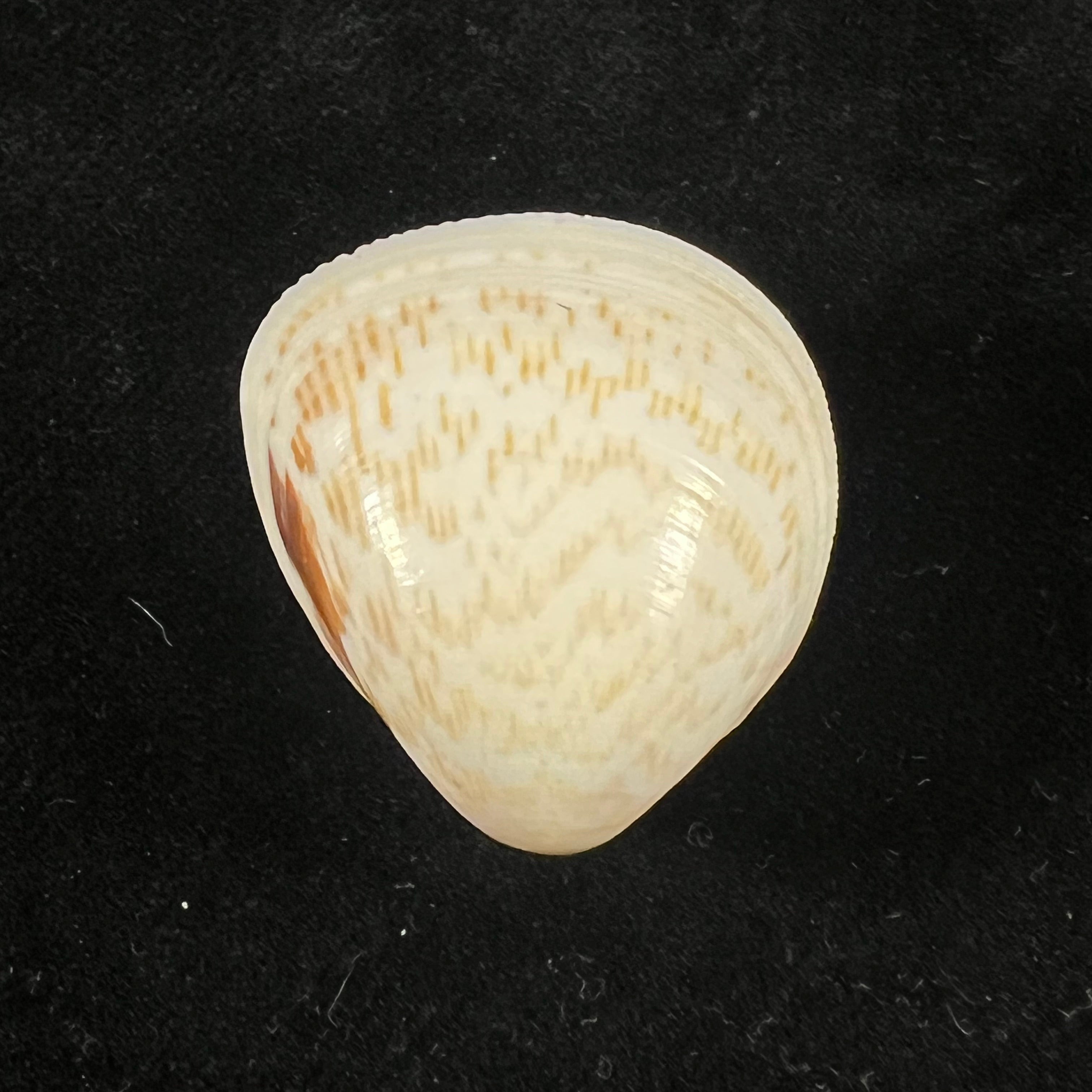 Laevicardium brasilianum (Lamarck,1819) - 27,2mm