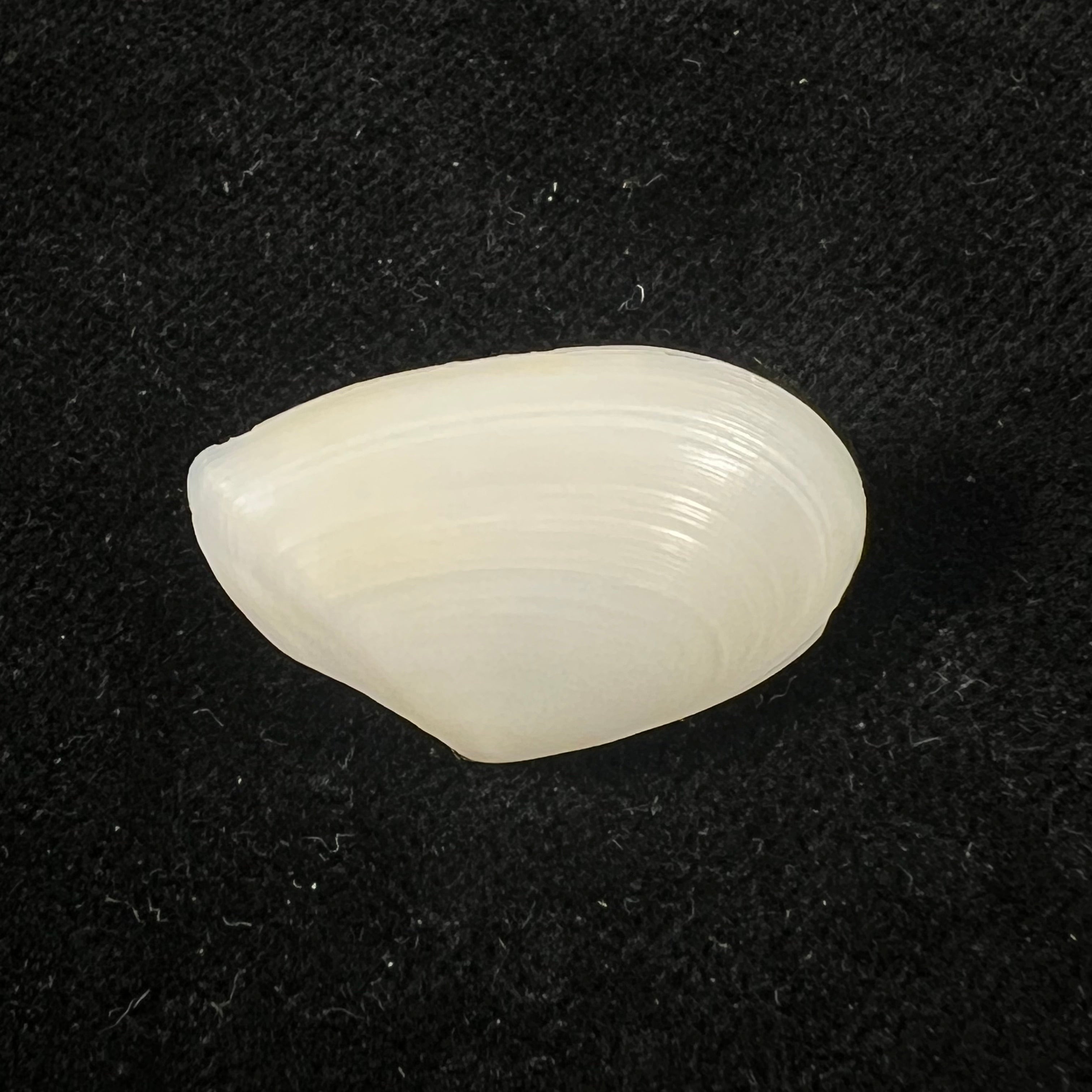 Eurytellina lineata (W. Turton, 1819) - 26,1mm