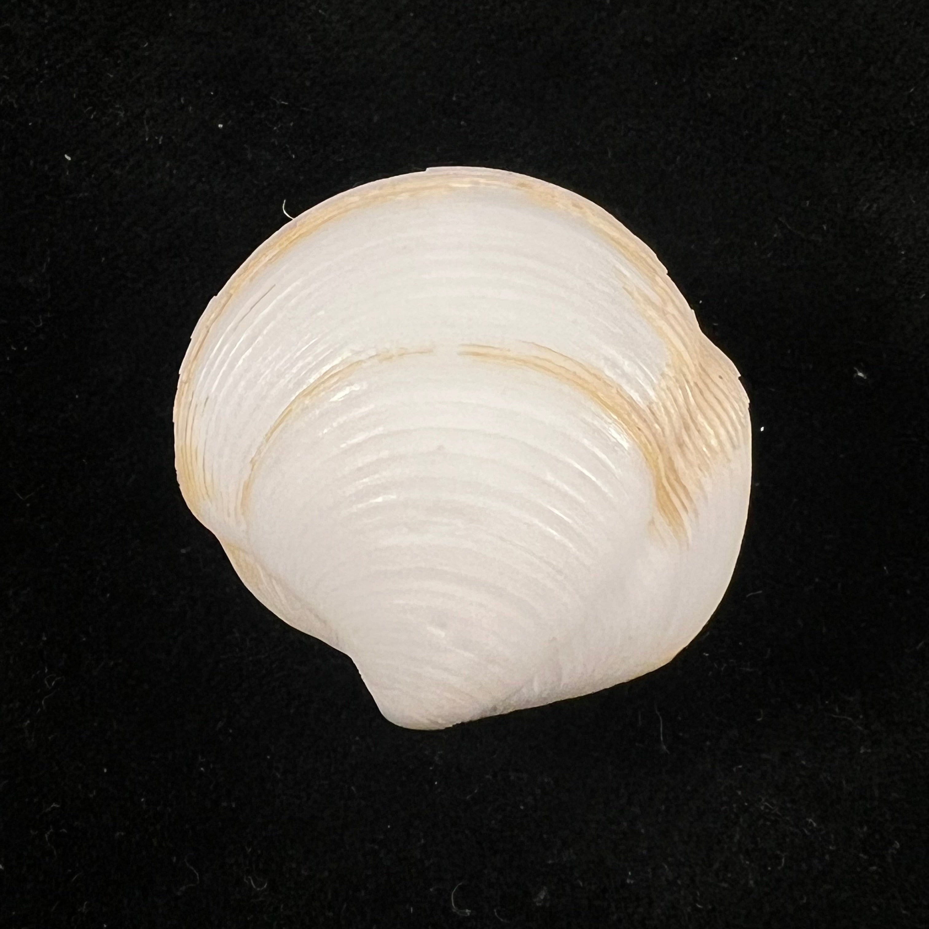 Lucina adansoni A. d'Orbigny, 1840 - 28,7mm