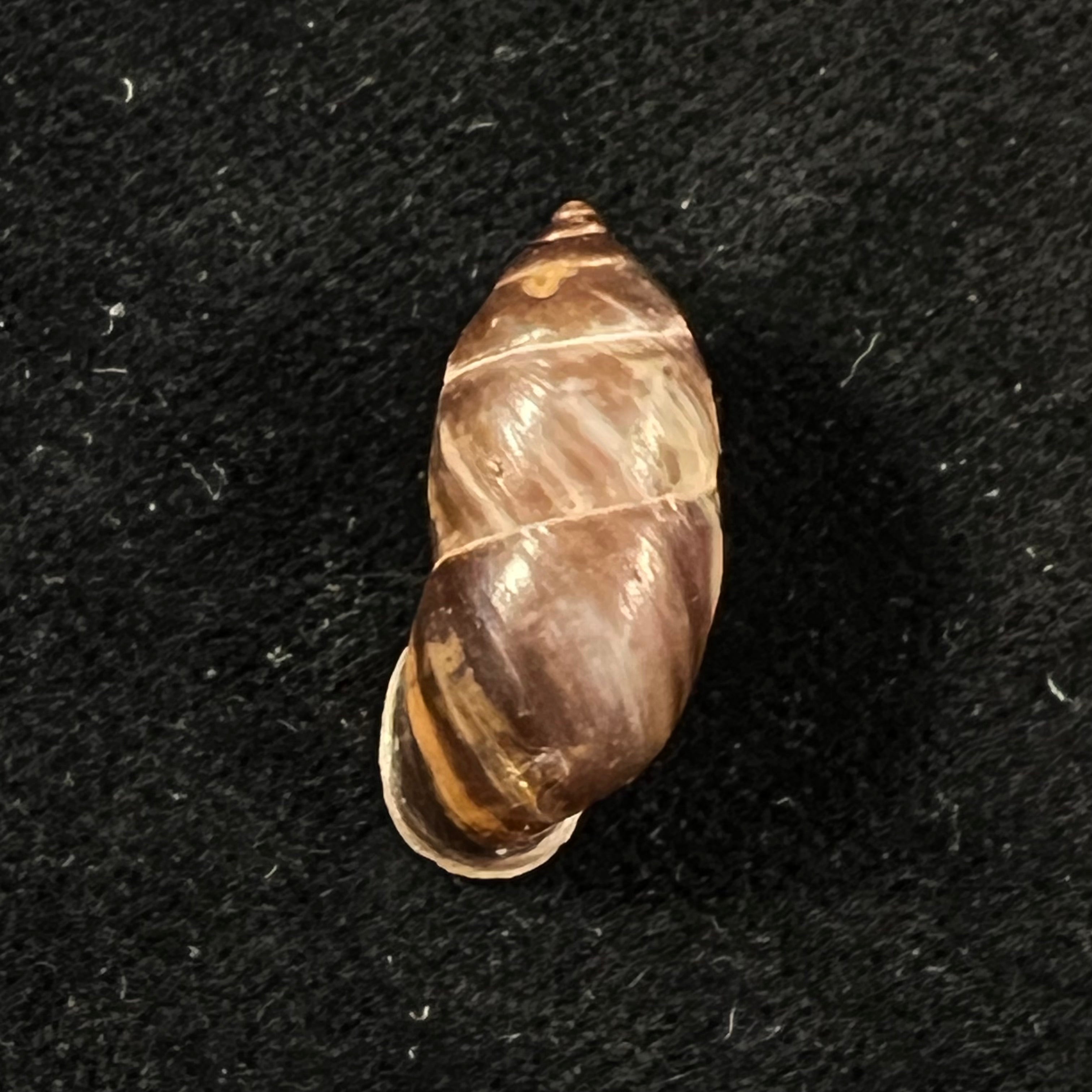 Pupinidius pulchellus Z.-G. Chen, Y.-T. Dai, X.-P. Wu & Ouyang, 2024 - 22,8mm