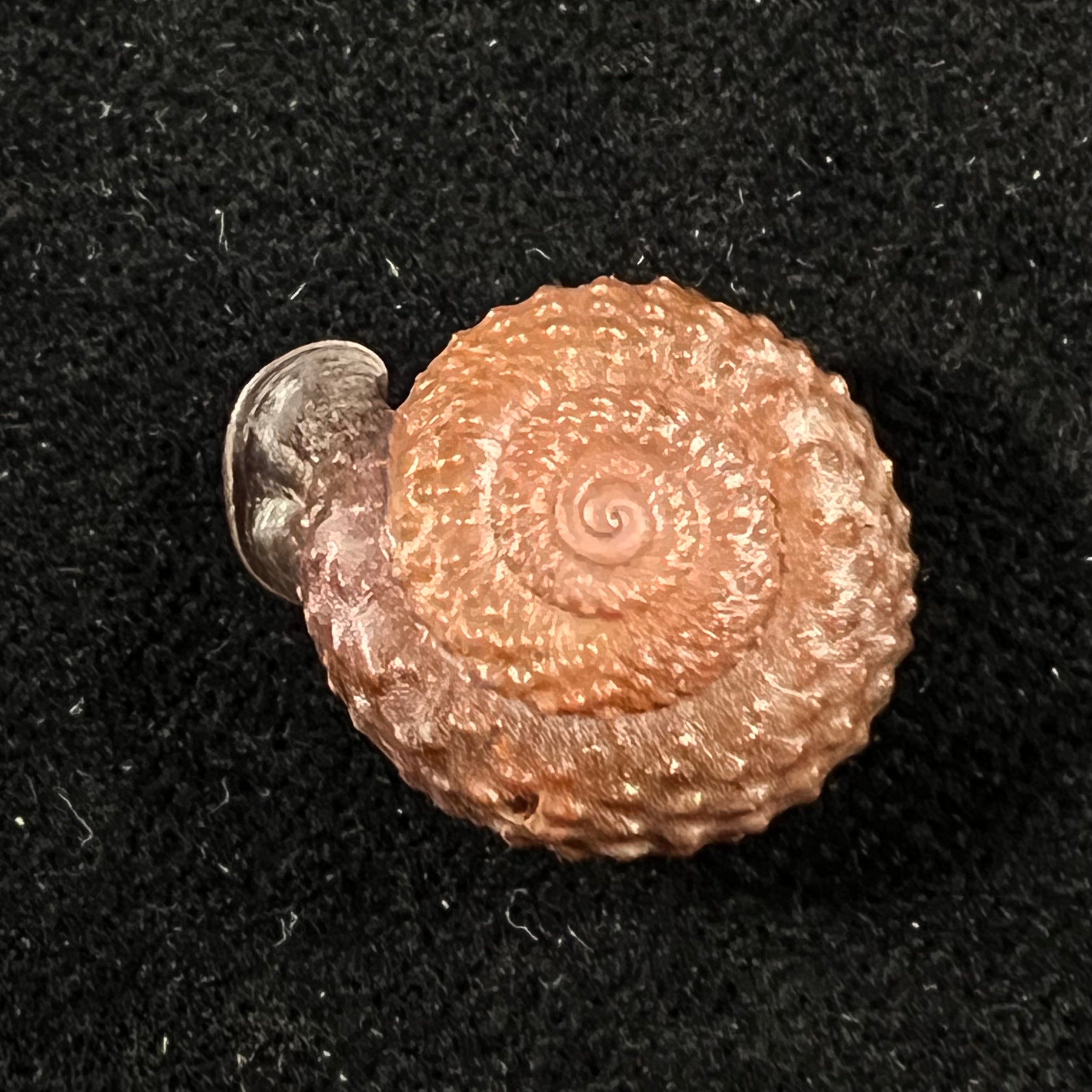 Moellendorffia loxotata (Mabille, 1887) - 19,9mm