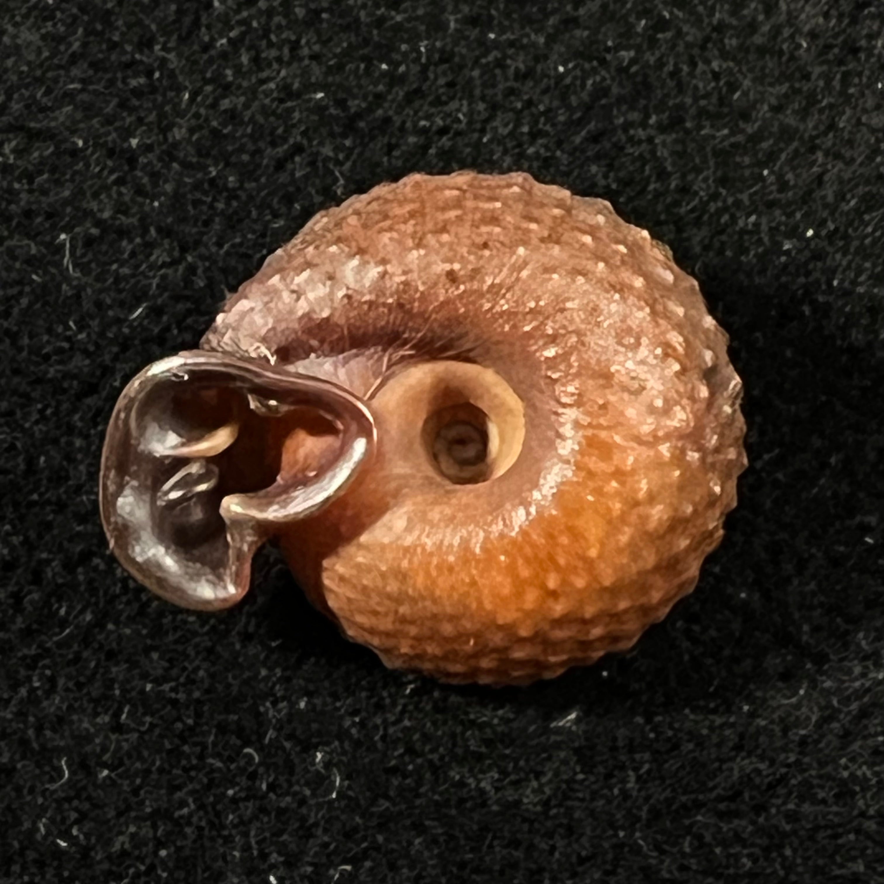 Moellendorffia loxotata (Mabille, 1887) - 19,9mm
