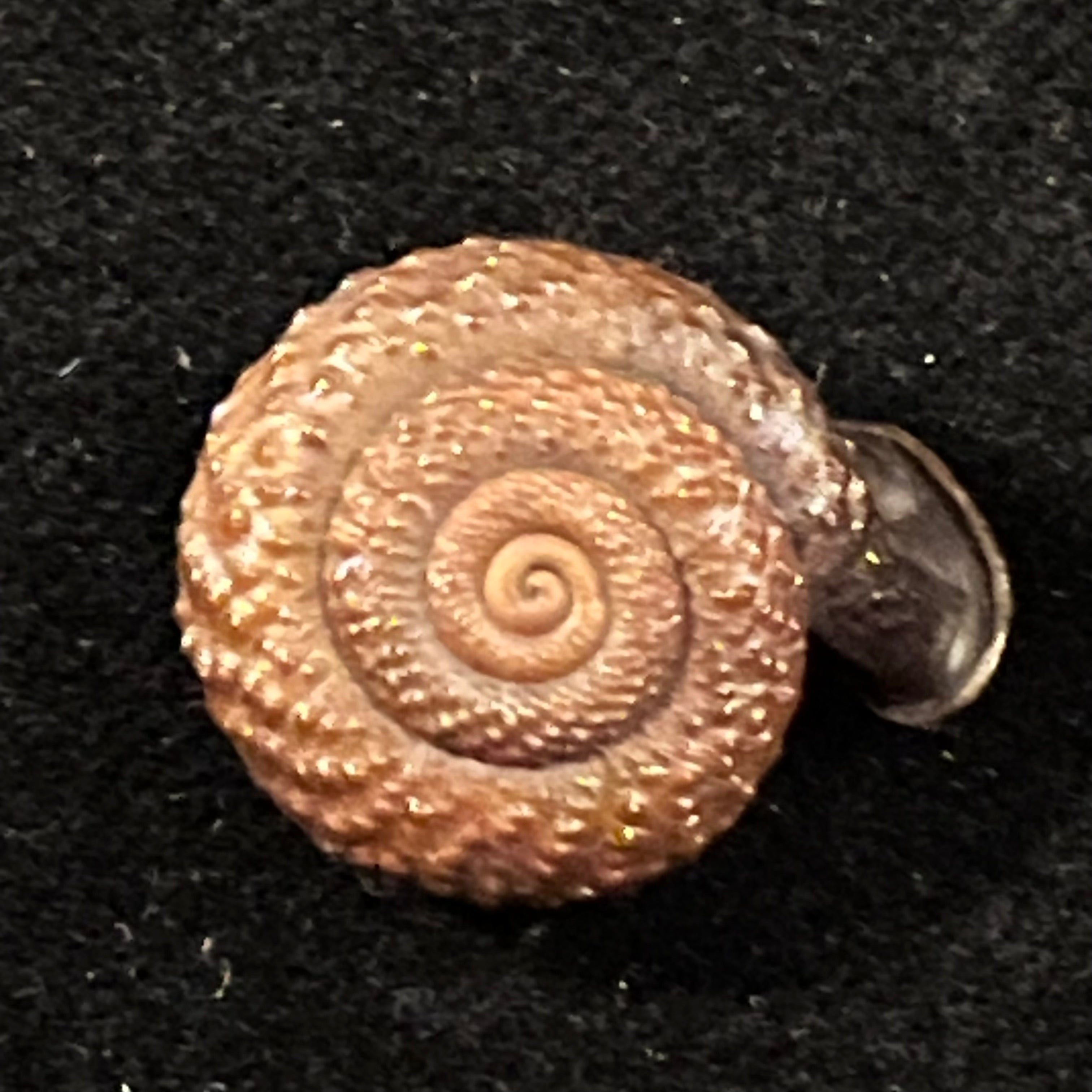 Moellendorffia loxotata (Mabille, 1887) - 20,1mm