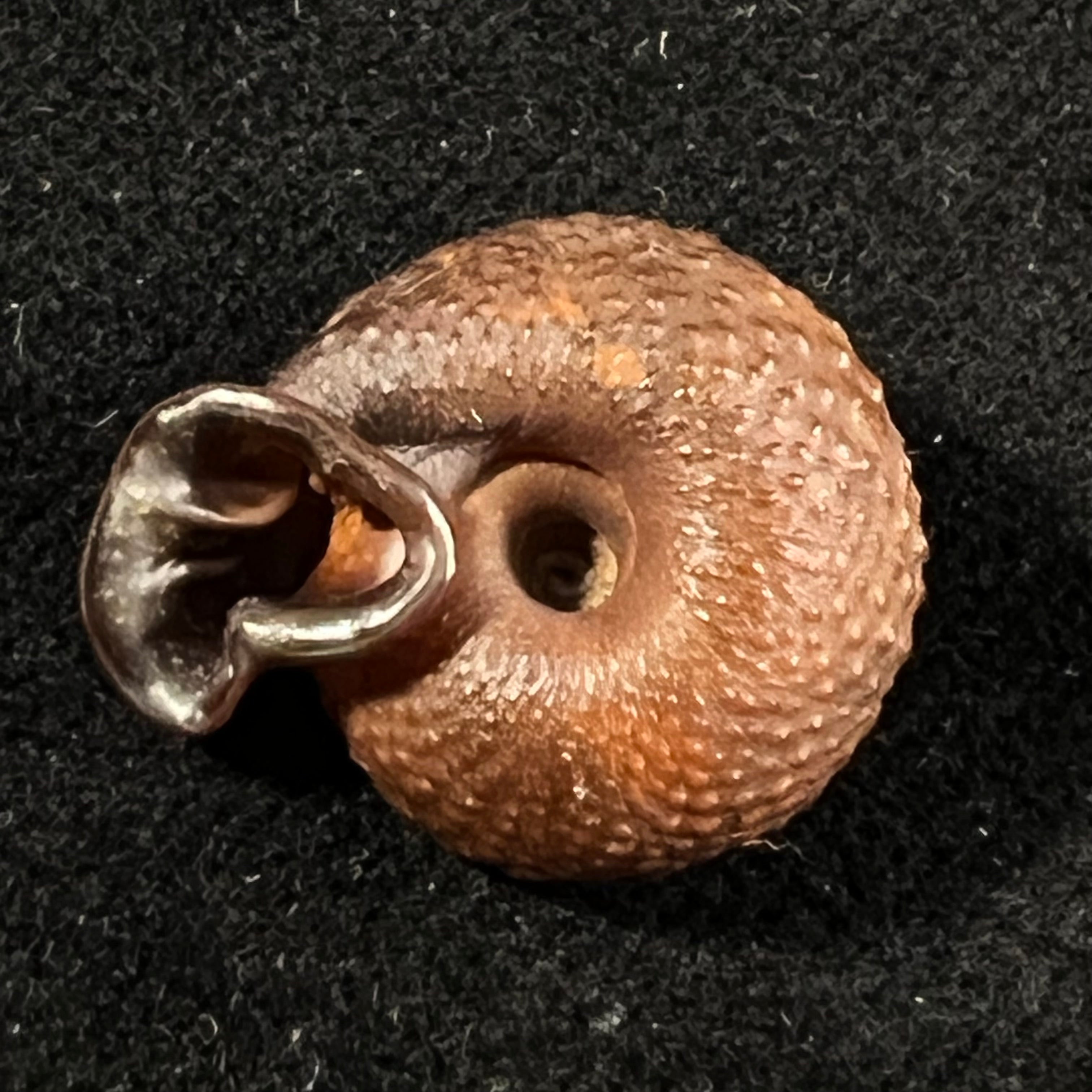 Moellendorffia loxotata (Mabille, 1887) - 20,1mm