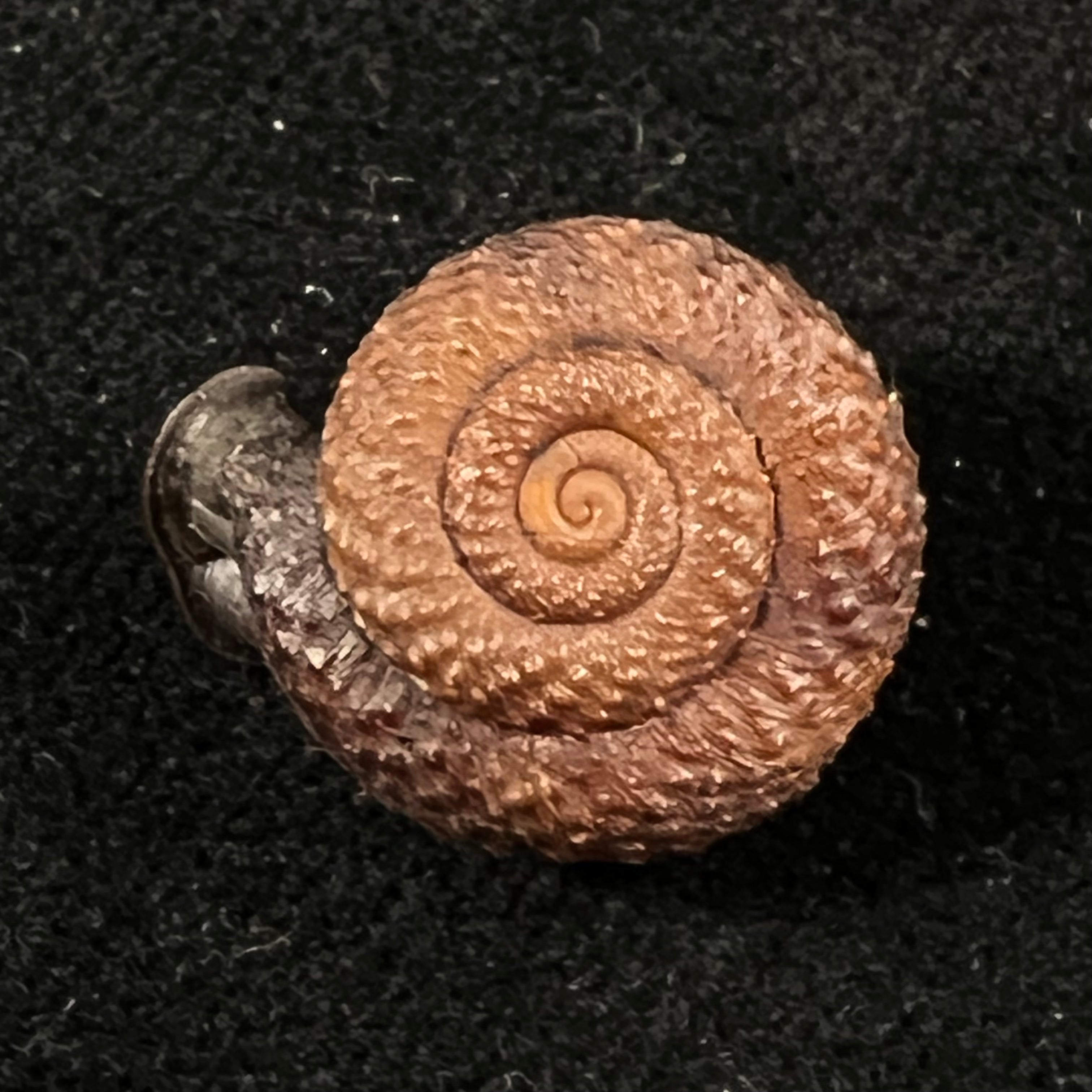 Moellendorffia loxotata (Mabille, 1887) - 18,1mm