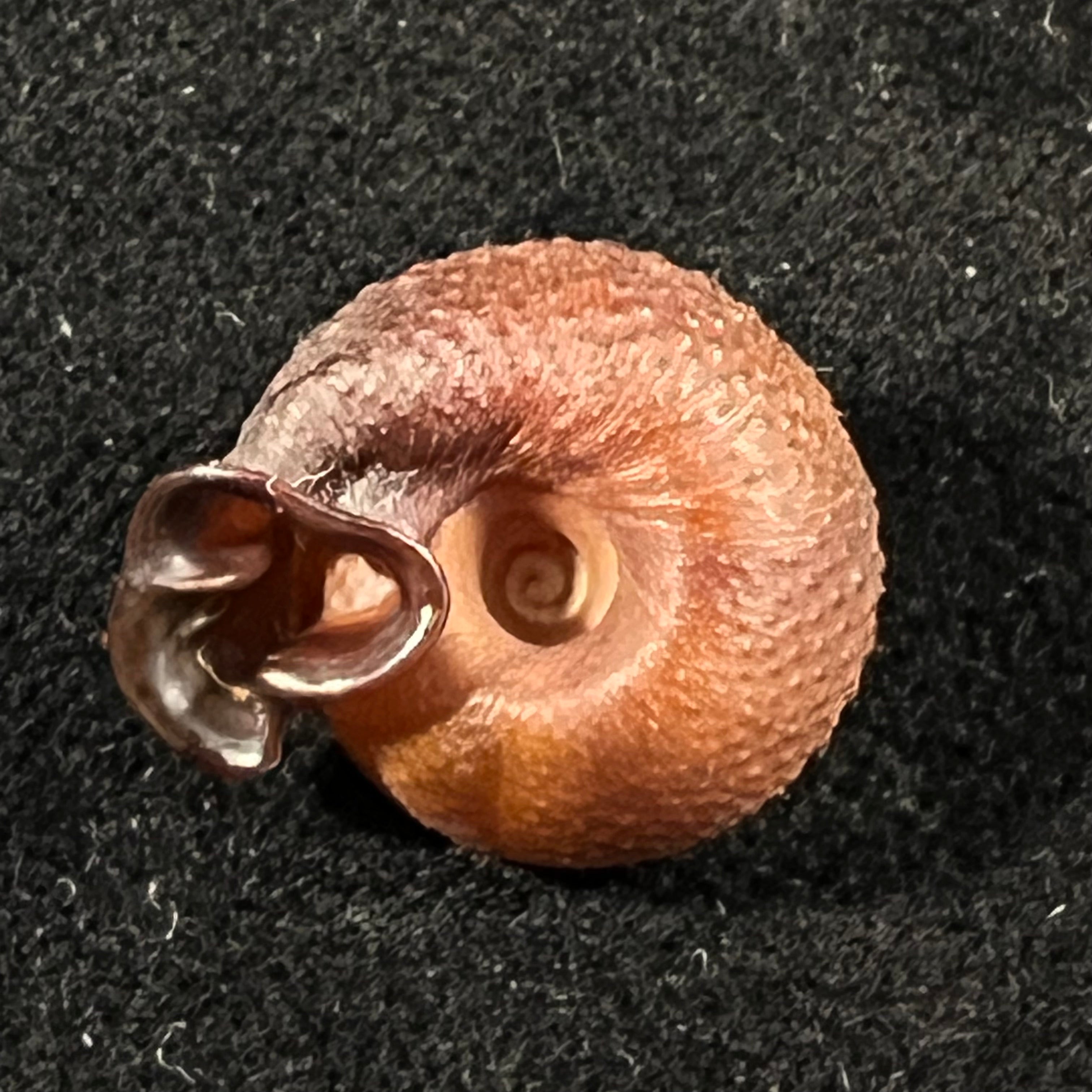 Moellendorffia loxotata (Mabille, 1887) - 18,1mm