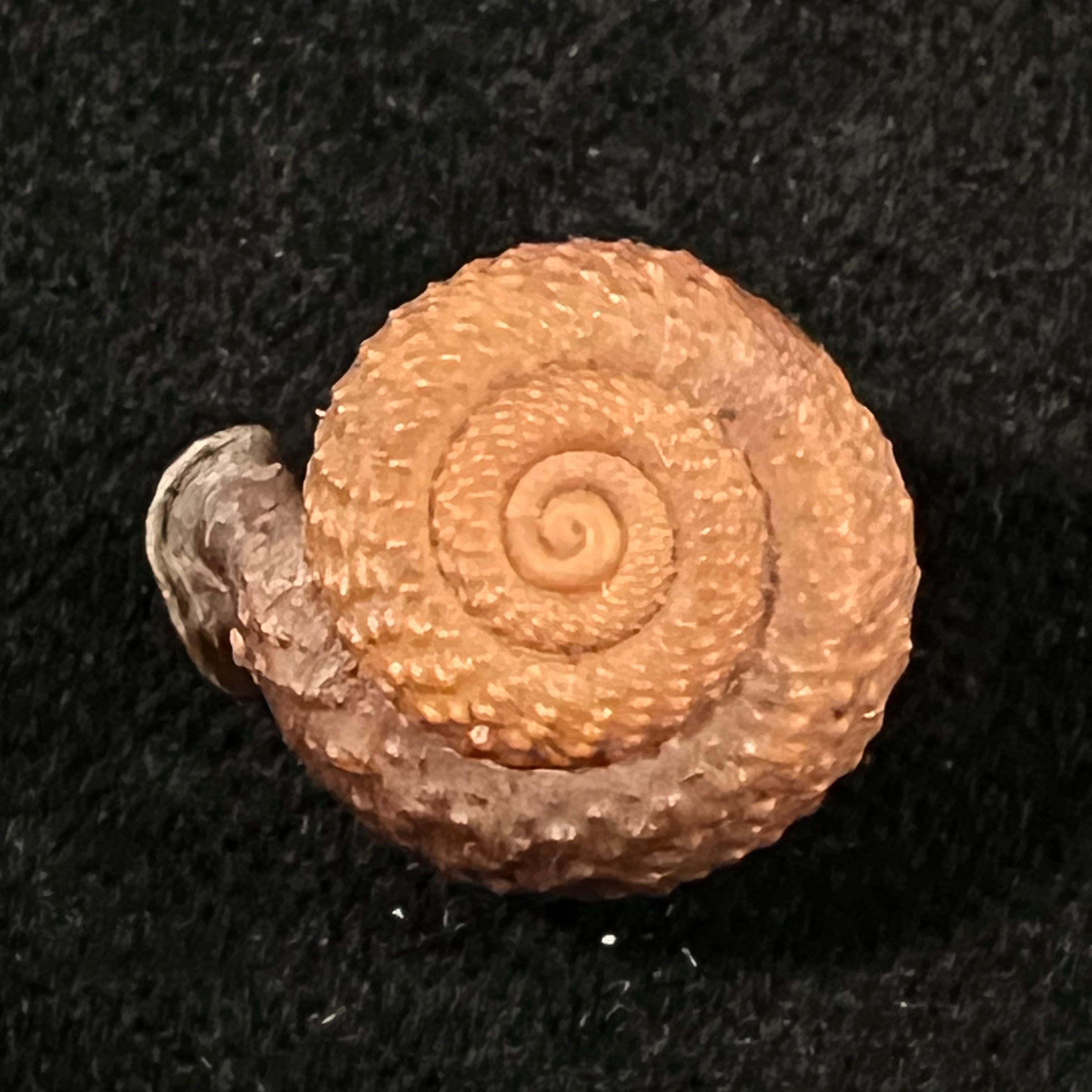 Moellendorffia loxotata (Mabille, 1887) - 18,5mm
