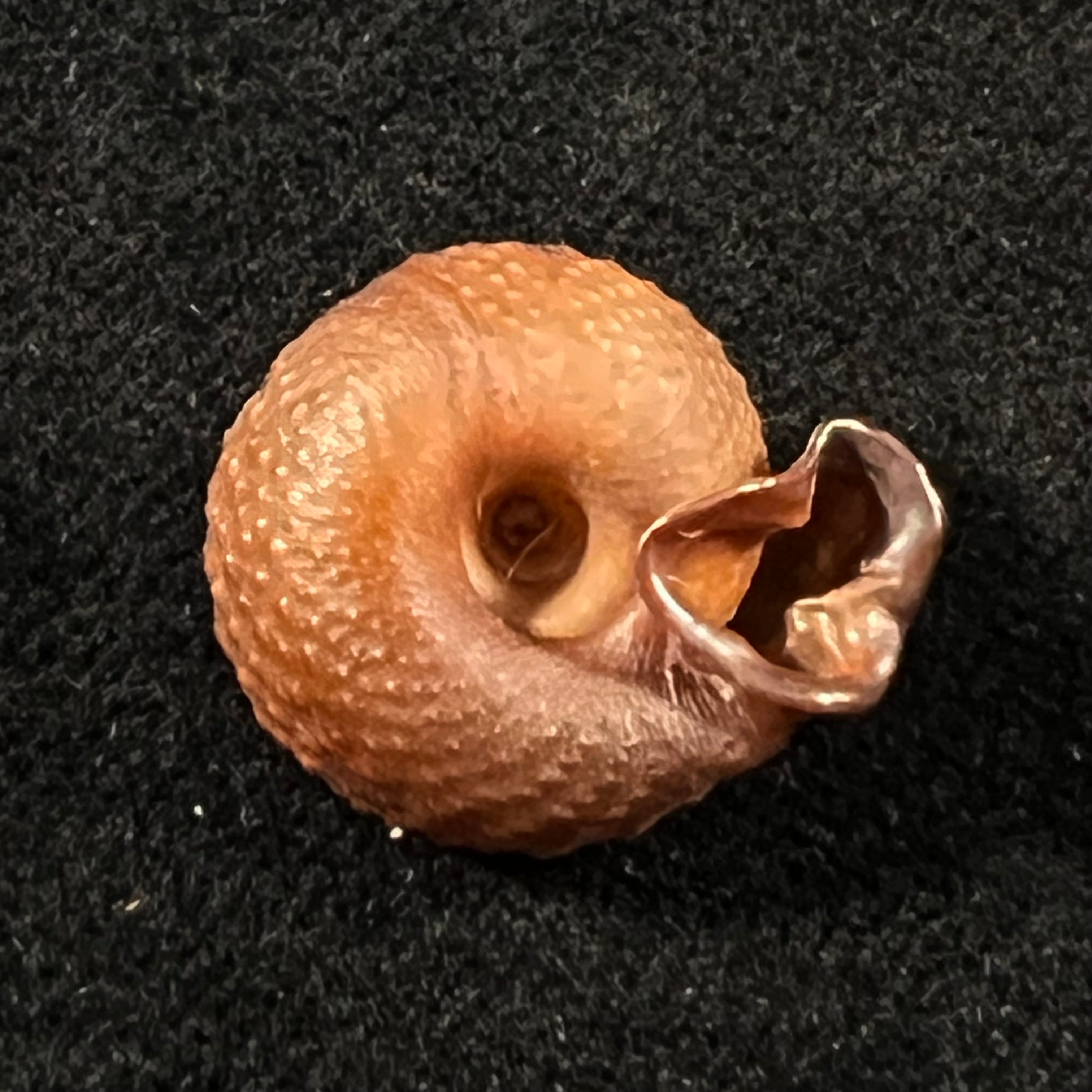 Moellendorffia loxotata (Mabille, 1887) - 18,5mm