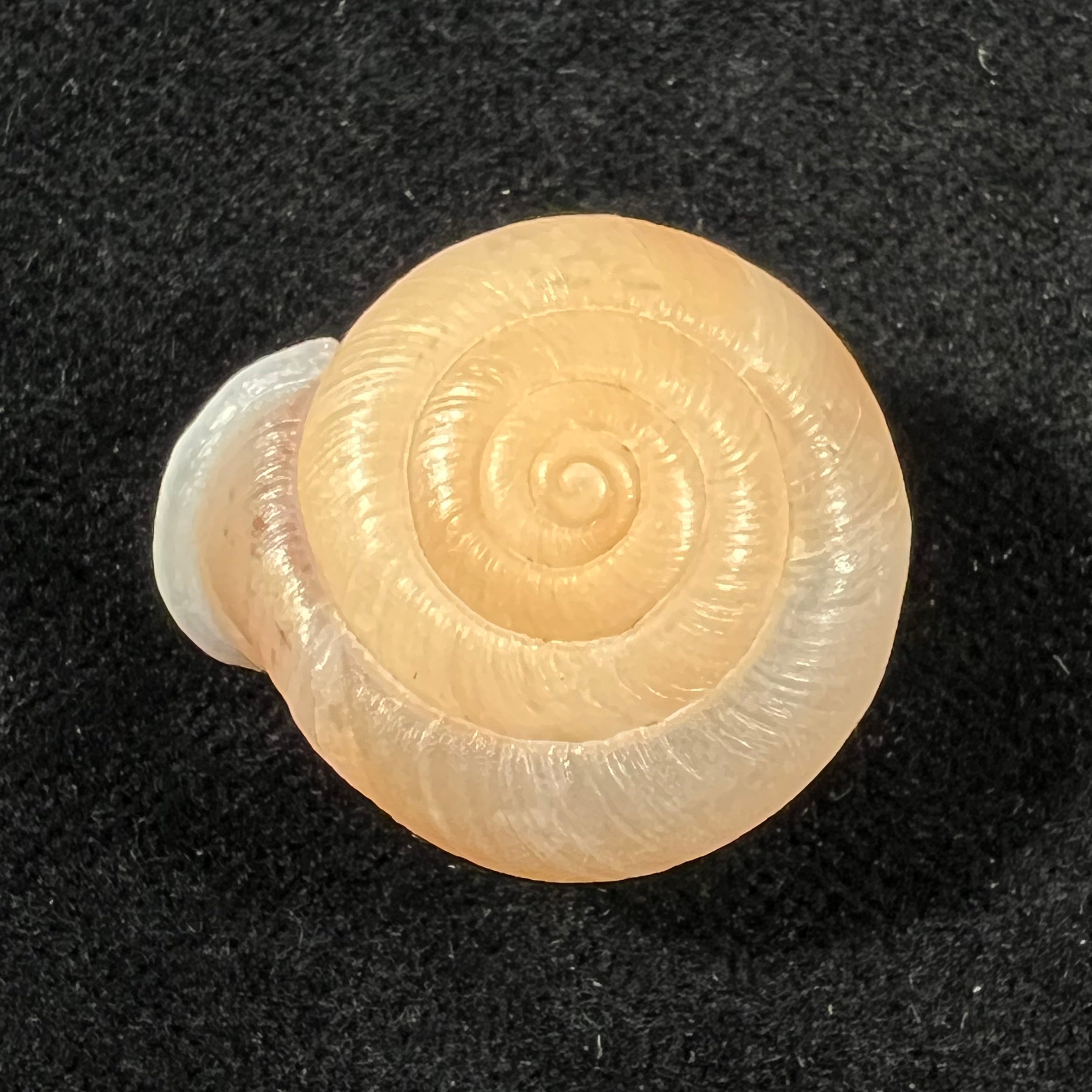 Traumatophora fraterminor (Gredler, 1884) - 26,3mm