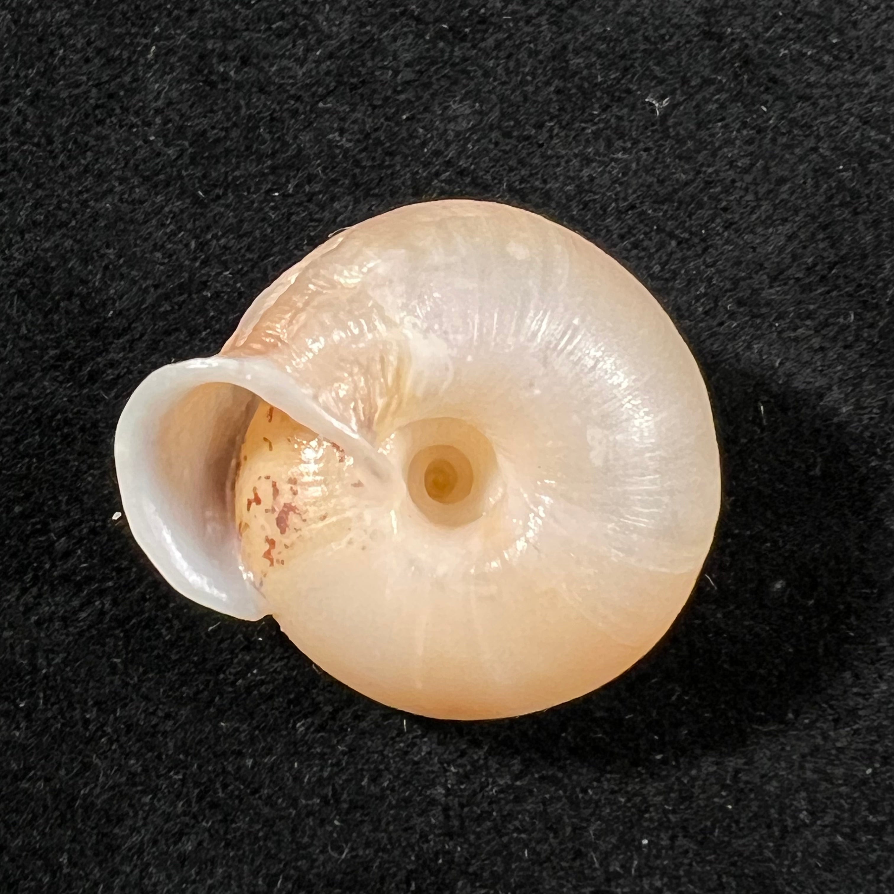 Traumatophora fraterminor (Gredler, 1884) - 26,3mm