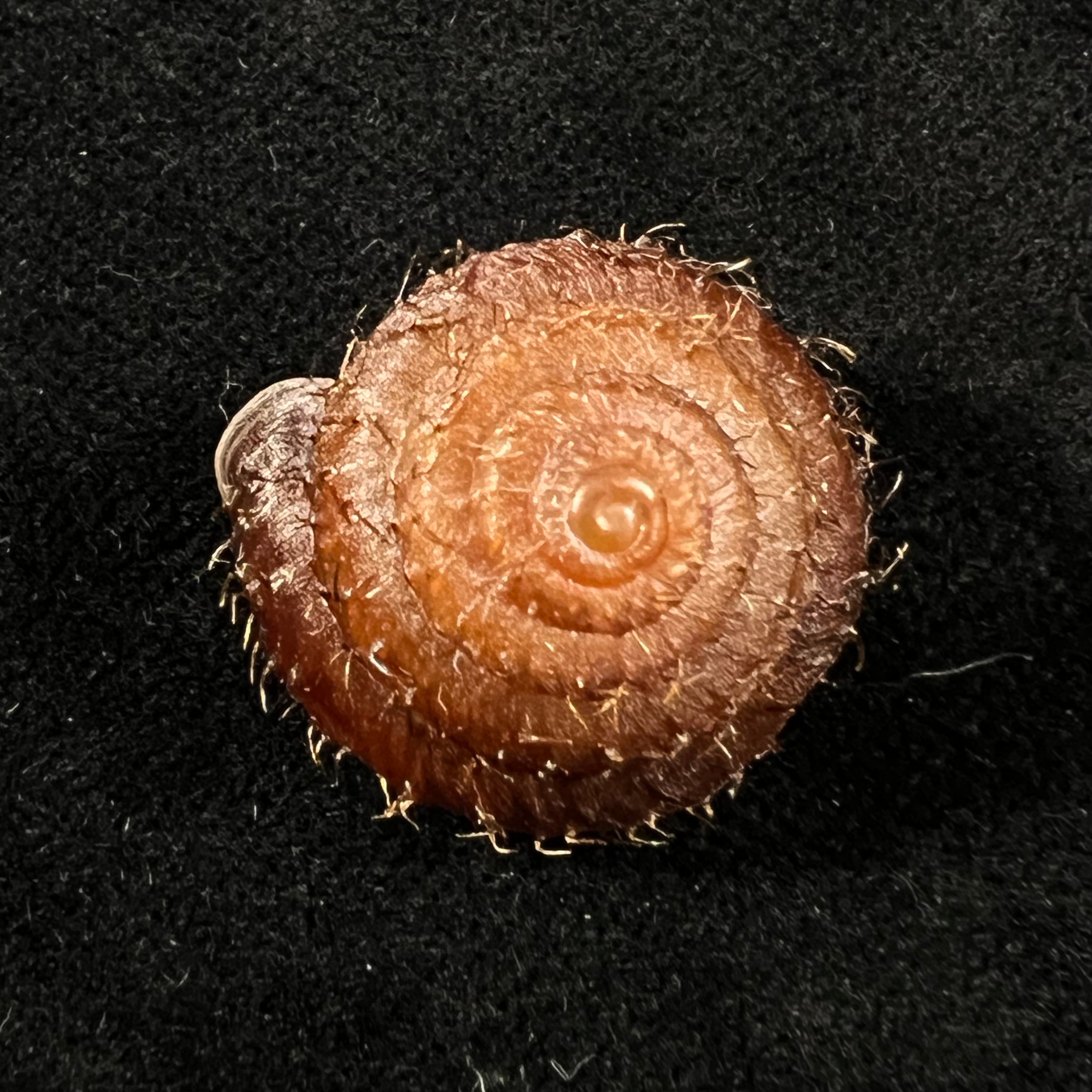 Moellendorffia eastlakeana (Möllendorff, 1882) - 22,7mm
