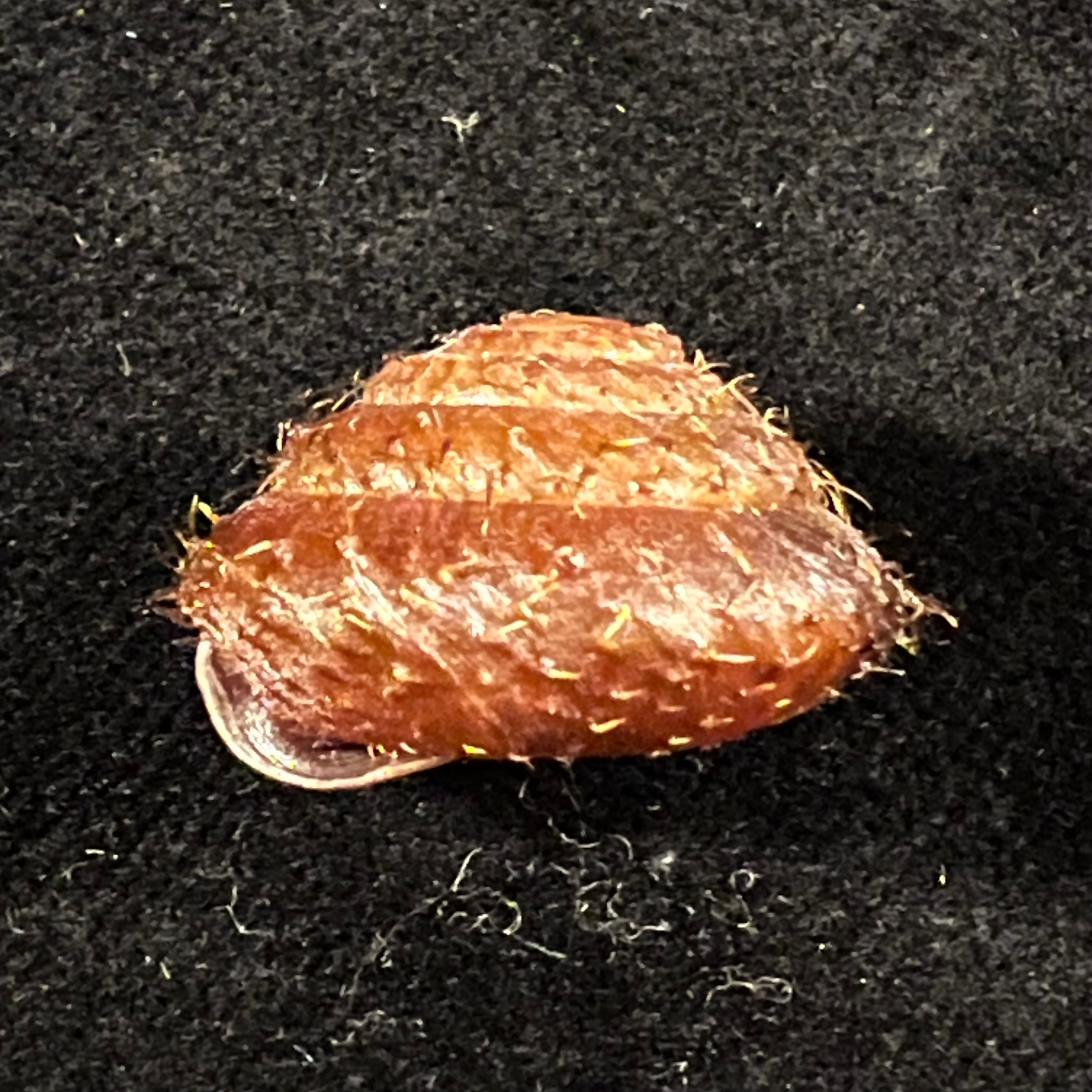 Moellendorffia eastlakeana (Möllendorff, 1882) - 22,7mm