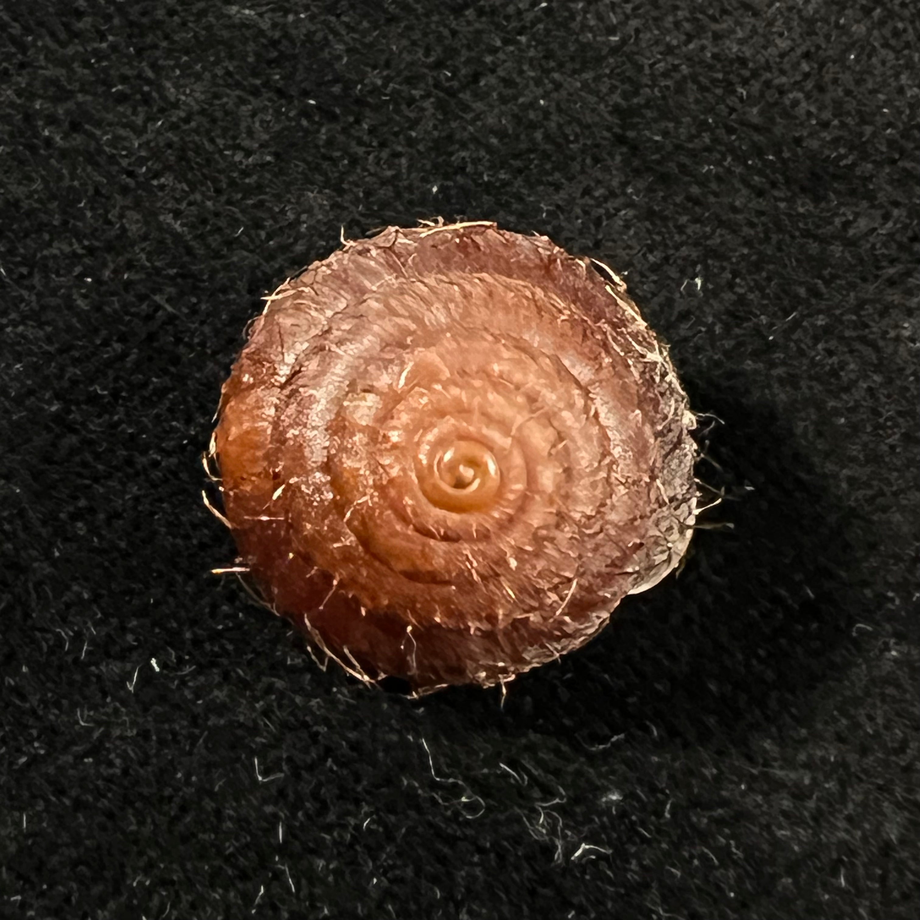 Moellendorffia eastlakeana (Möllendorff, 1882) - 20,9mm