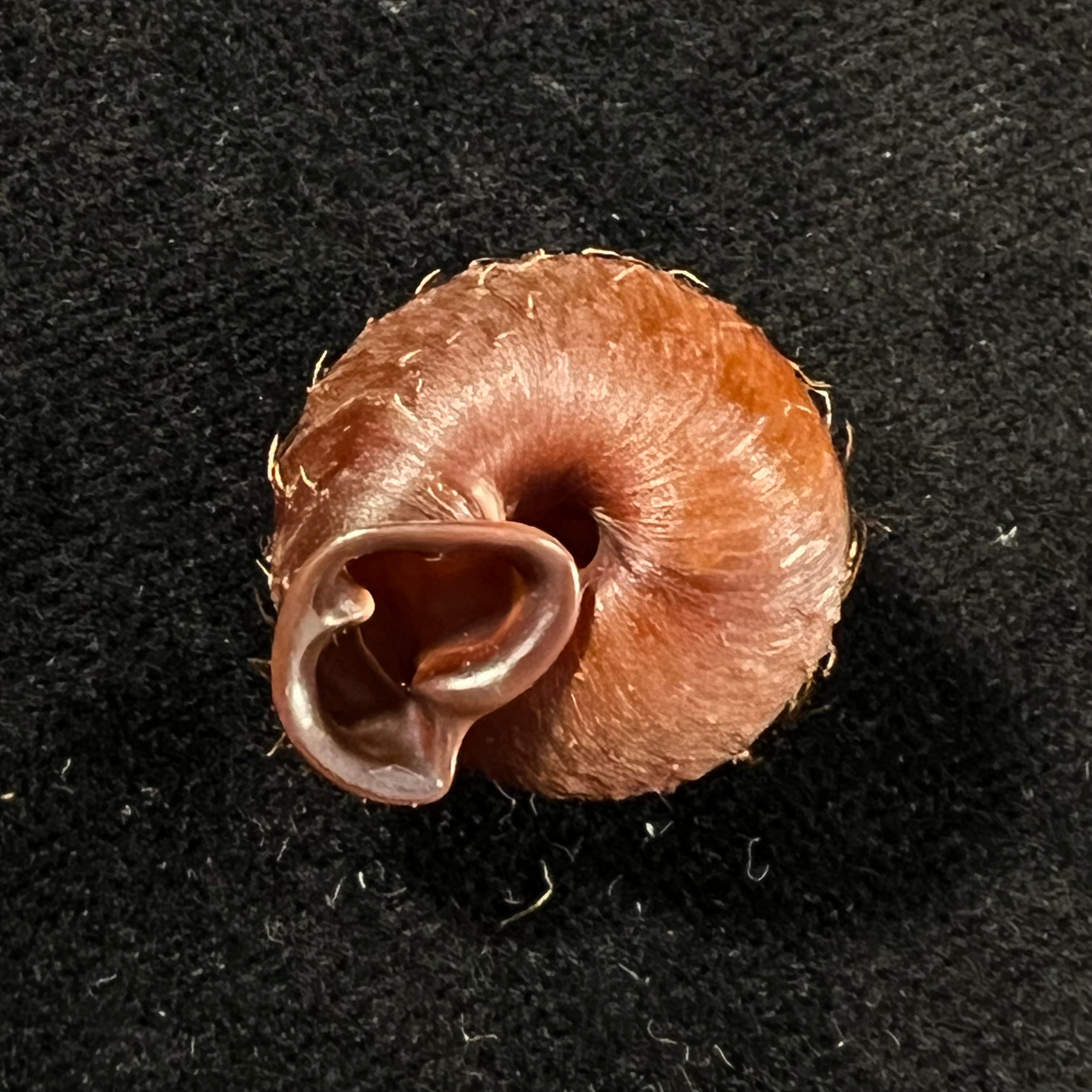 Moellendorffia eastlakeana (Möllendorff, 1882) - 20,9mm