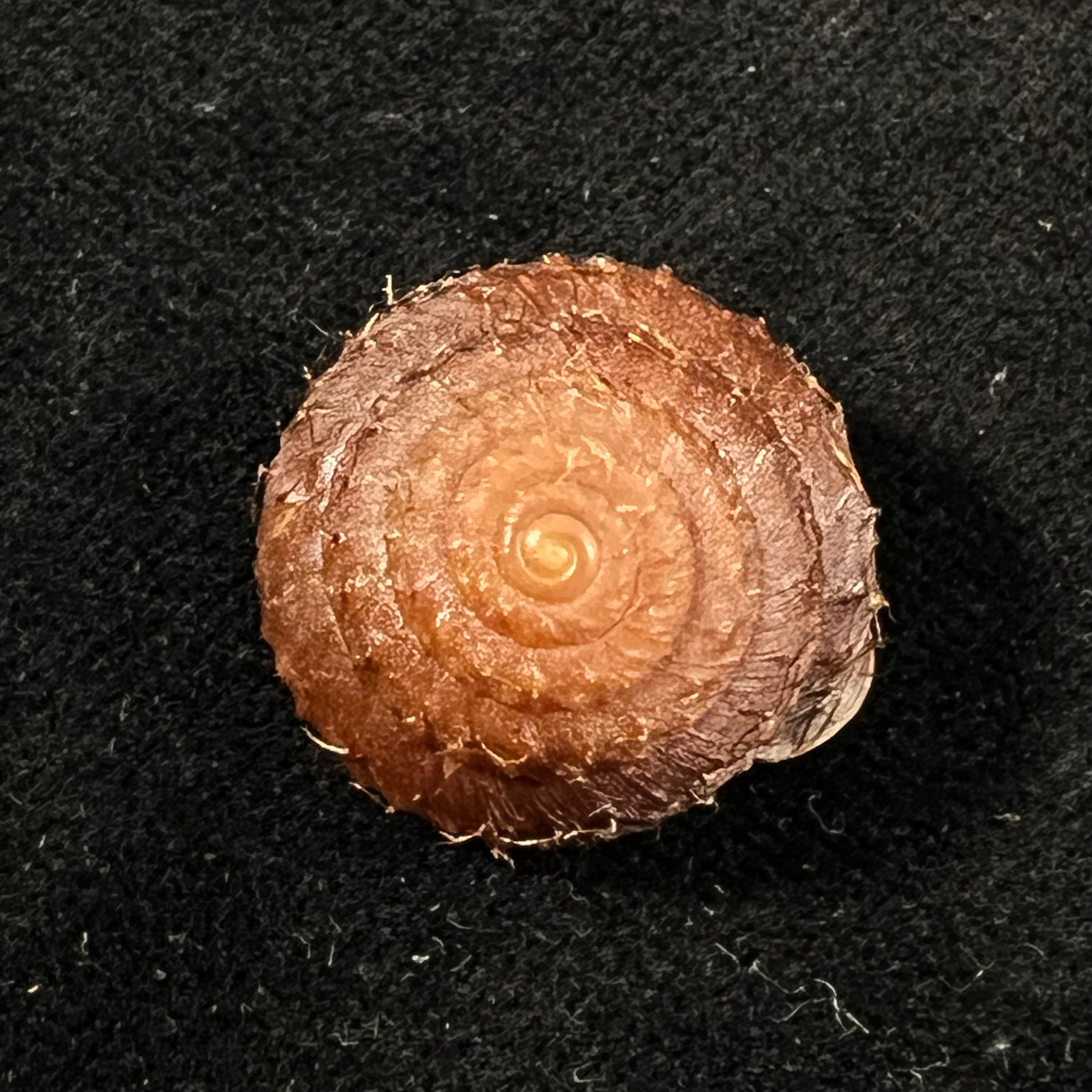 Moellendorffia eastlakeana (Möllendorff, 1882) - 22mm