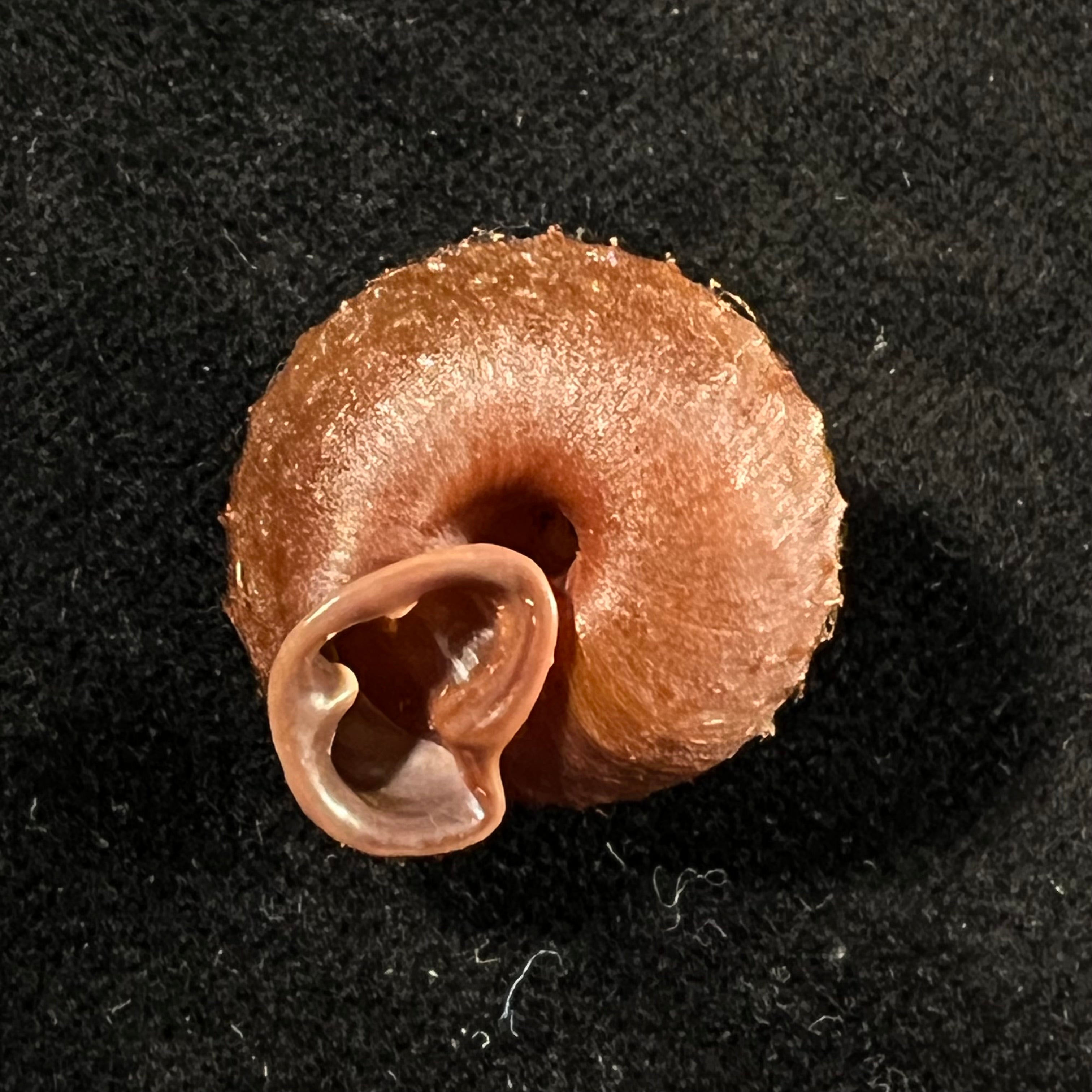 Moellendorffia eastlakeana (Möllendorff, 1882) - 22mm