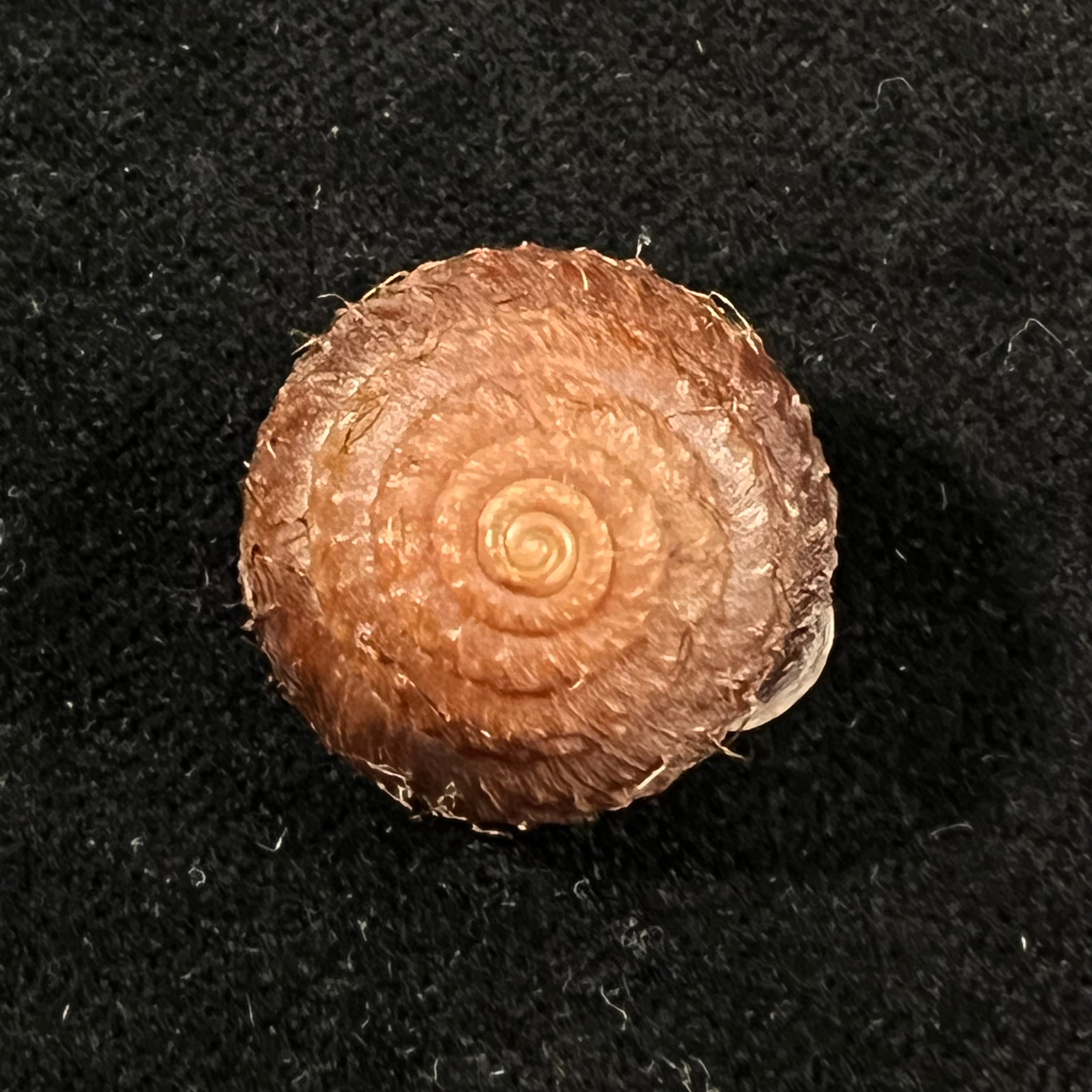 Moellendorffia eastlakeana (Möllendorff, 1882) - 21,4mm