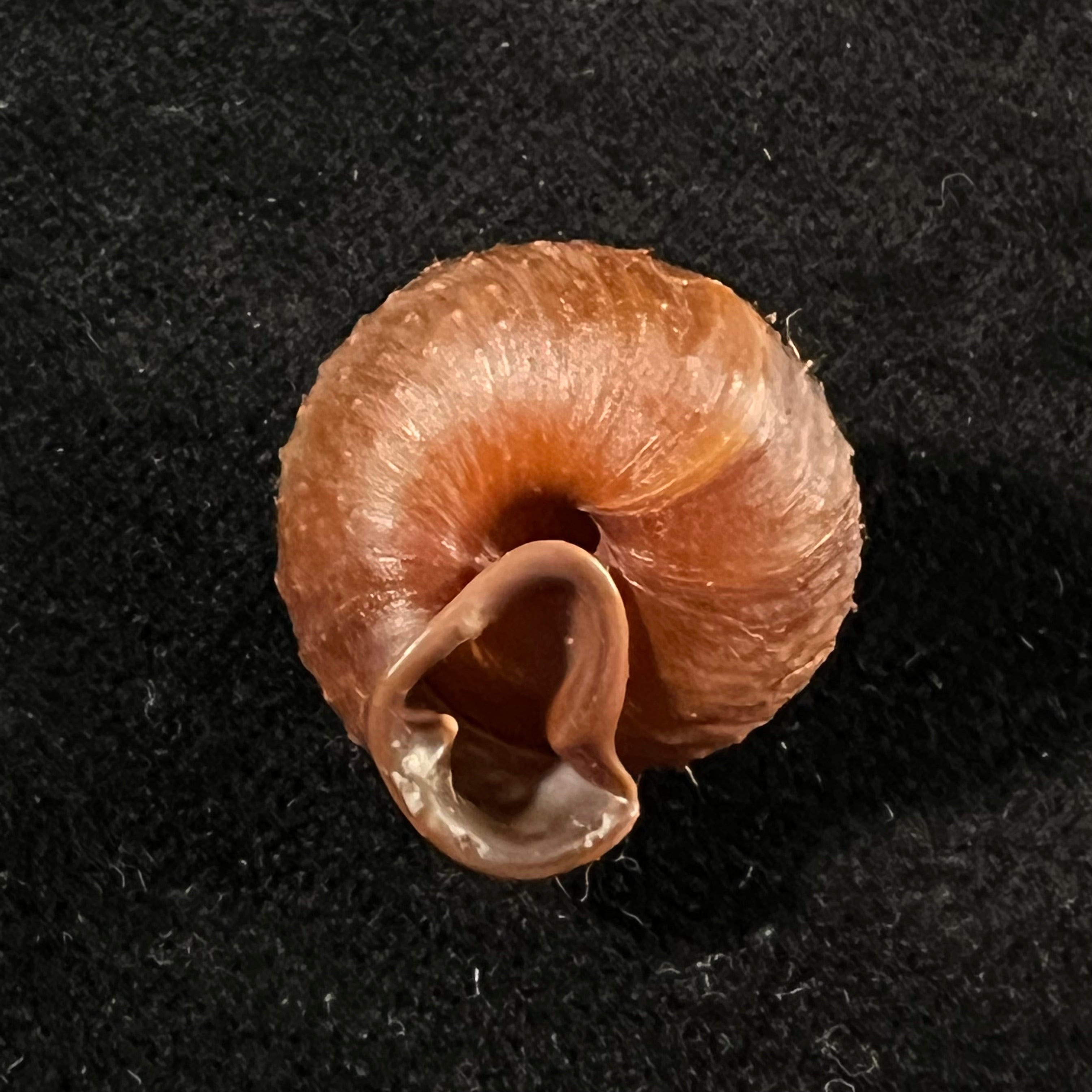 Moellendorffia eastlakeana (Möllendorff, 1882) - 21,4mm
