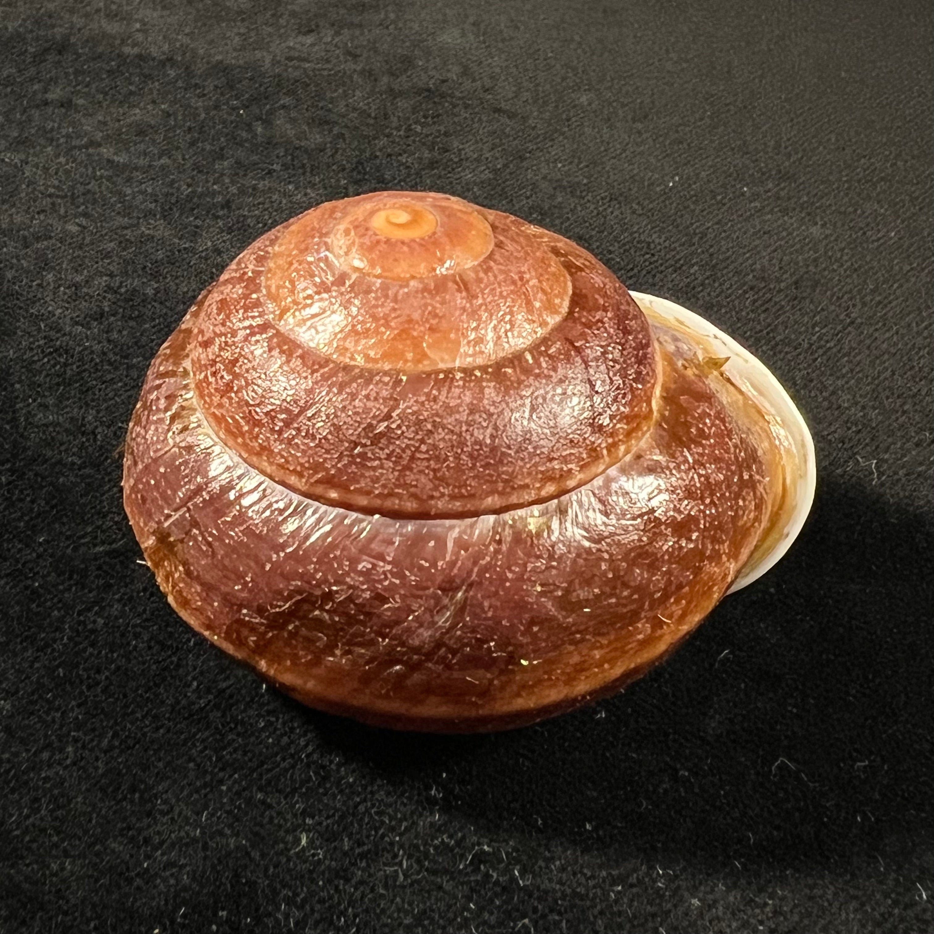 Camaena obtecta (H. Fischer, 1898) - 56,6mm