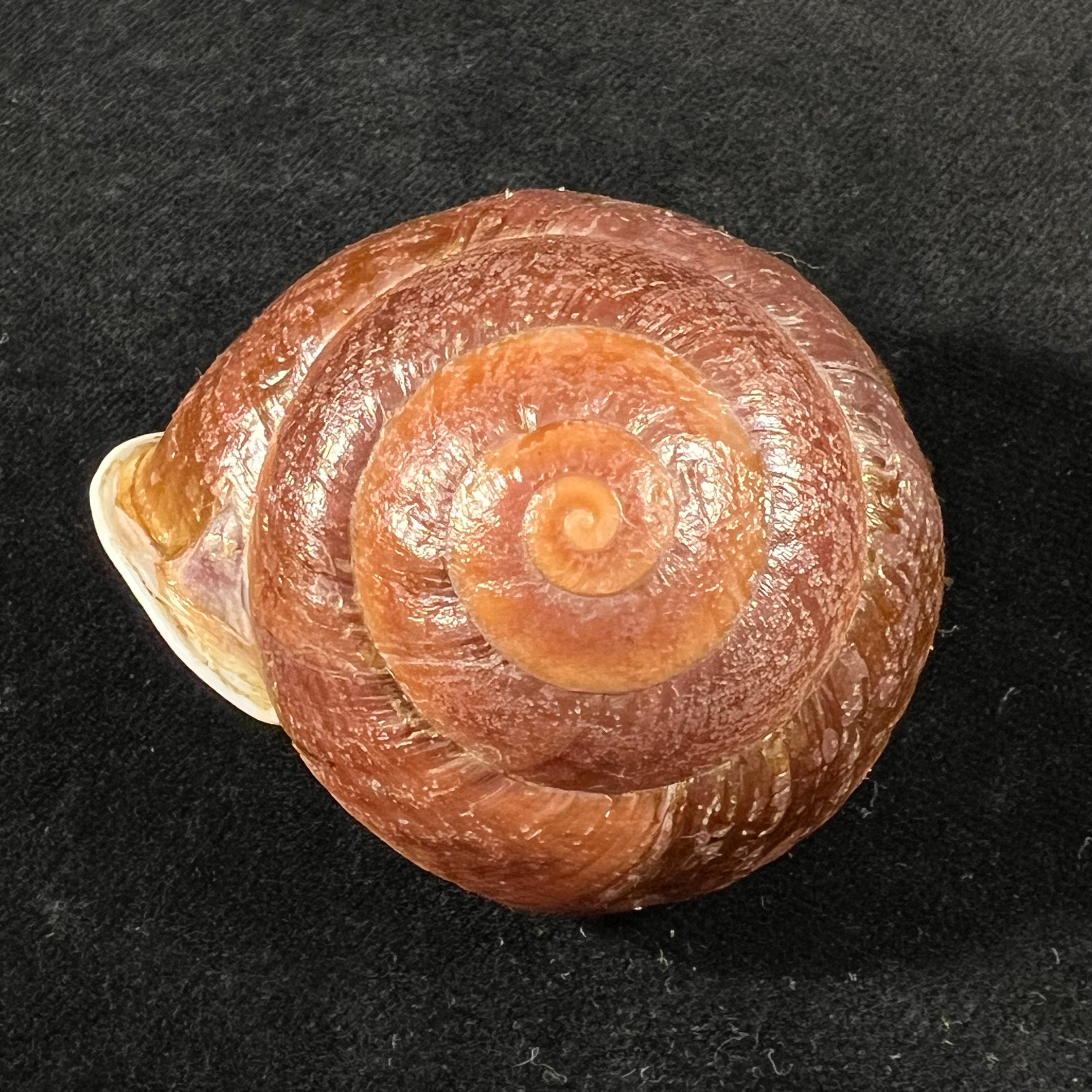 Camaena obtecta (H. Fischer, 1898) - 56,6mm