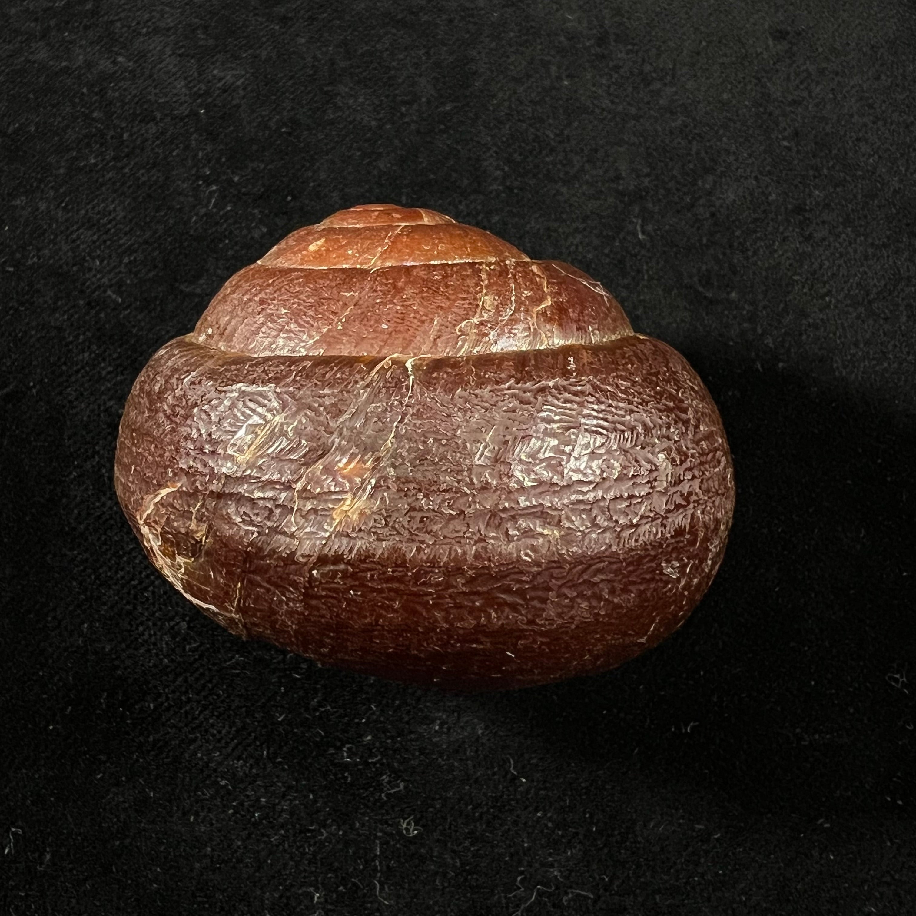 Camaena obtecta (H. Fischer, 1898) - 62,2mm