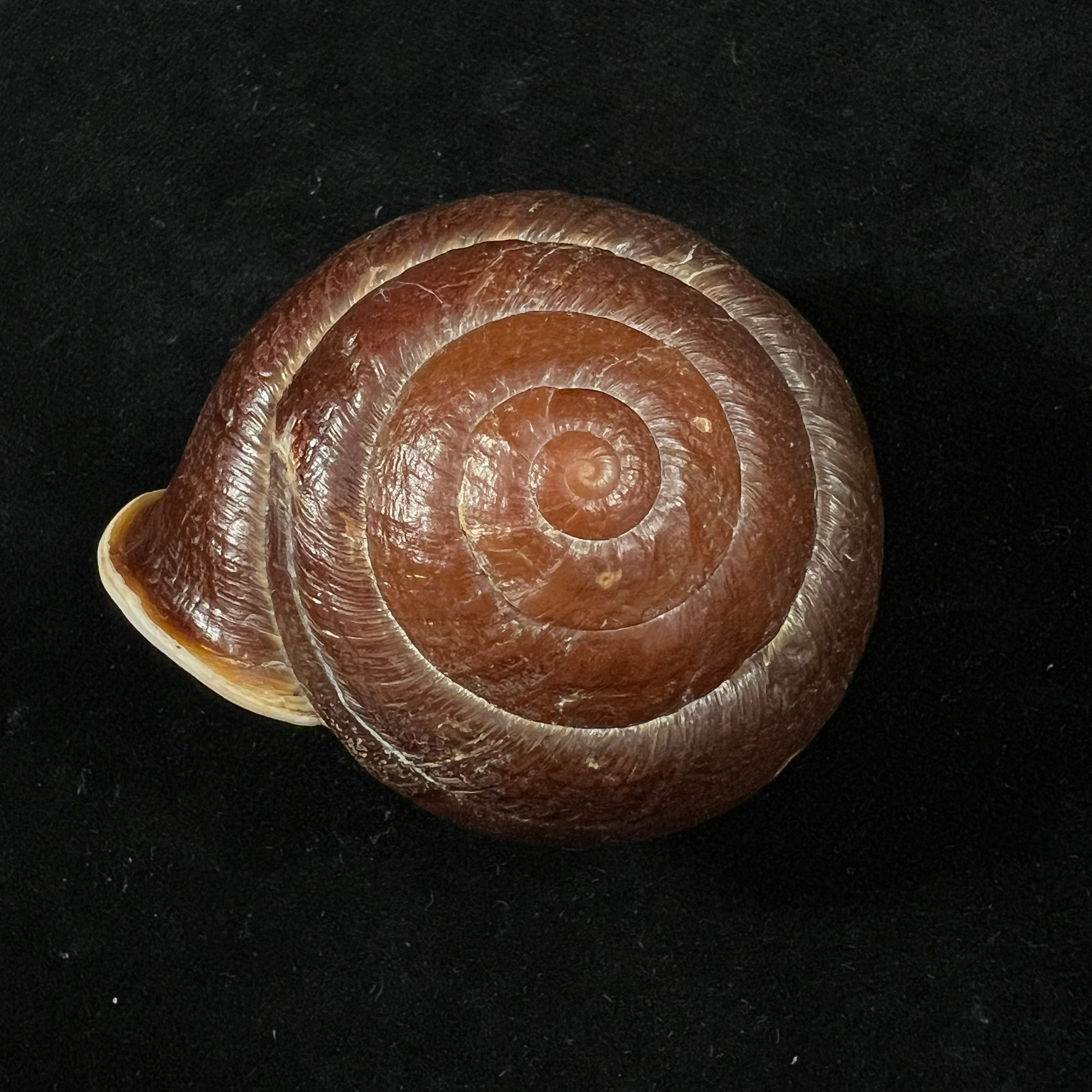 Camaena obtecta (H. Fischer, 1898) - 62,2mm