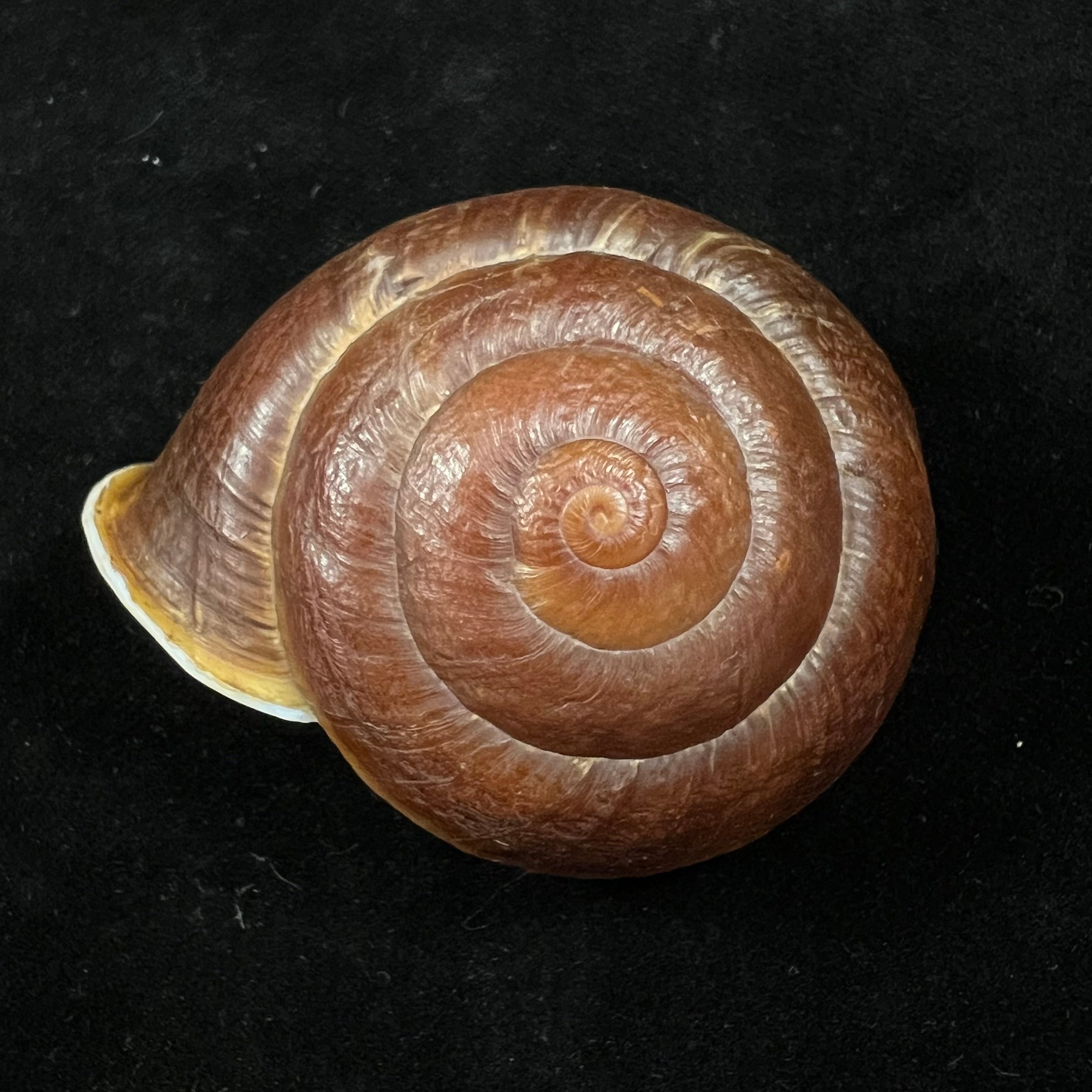 Camaena obtecta (H. Fischer, 1898) - 59,7mm