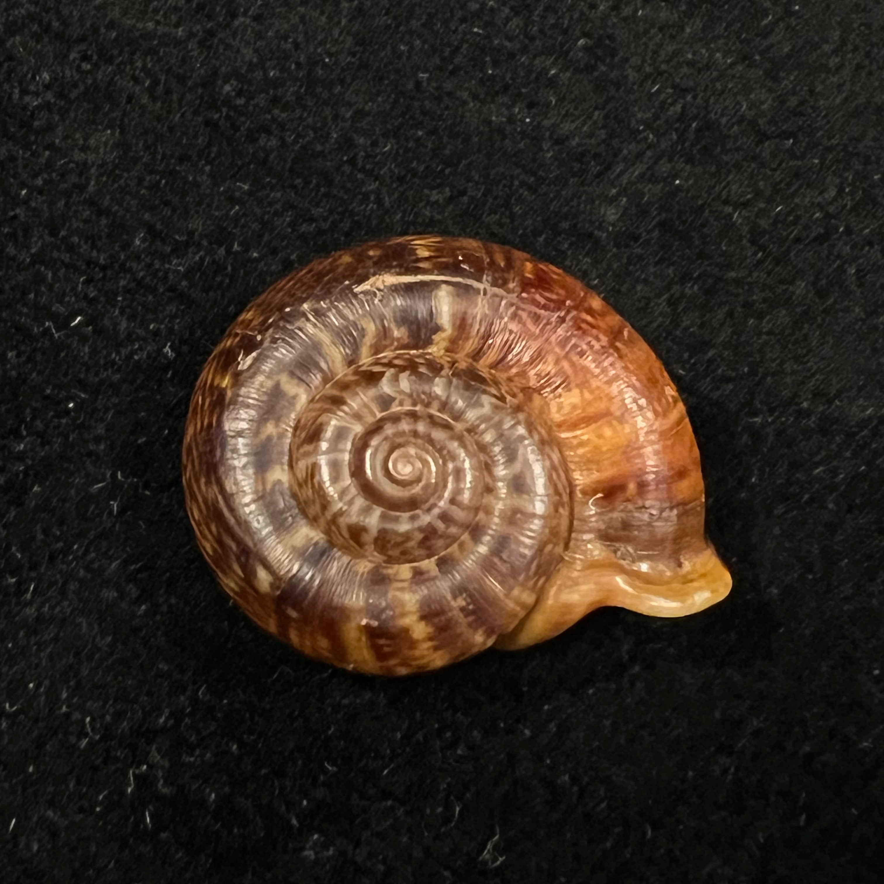 Ptychopoma lienense (Gredler, 1882) - 25,8mm