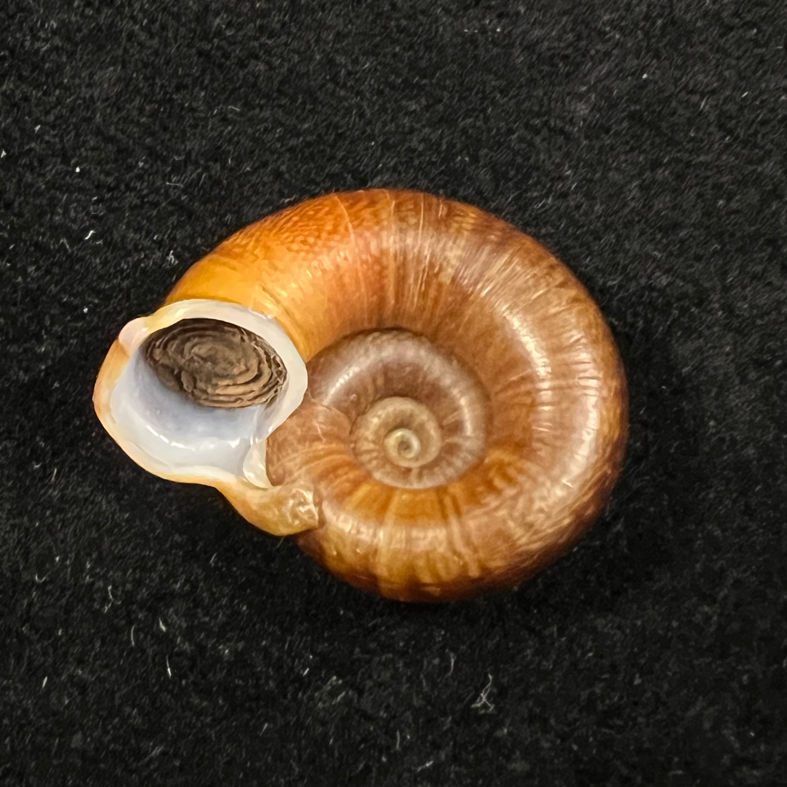 Ptychopoma lienense (Gredler, 1882) - 25,8mm