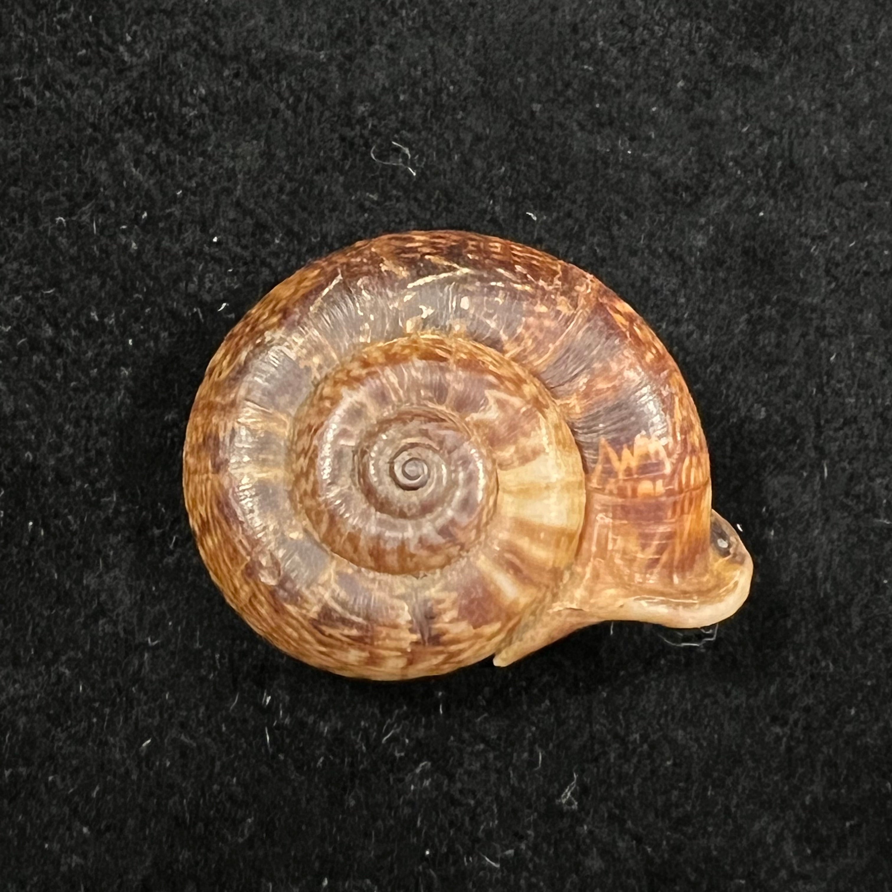 Ptychopoma lienense (Gredler, 1882) - 29,5mm