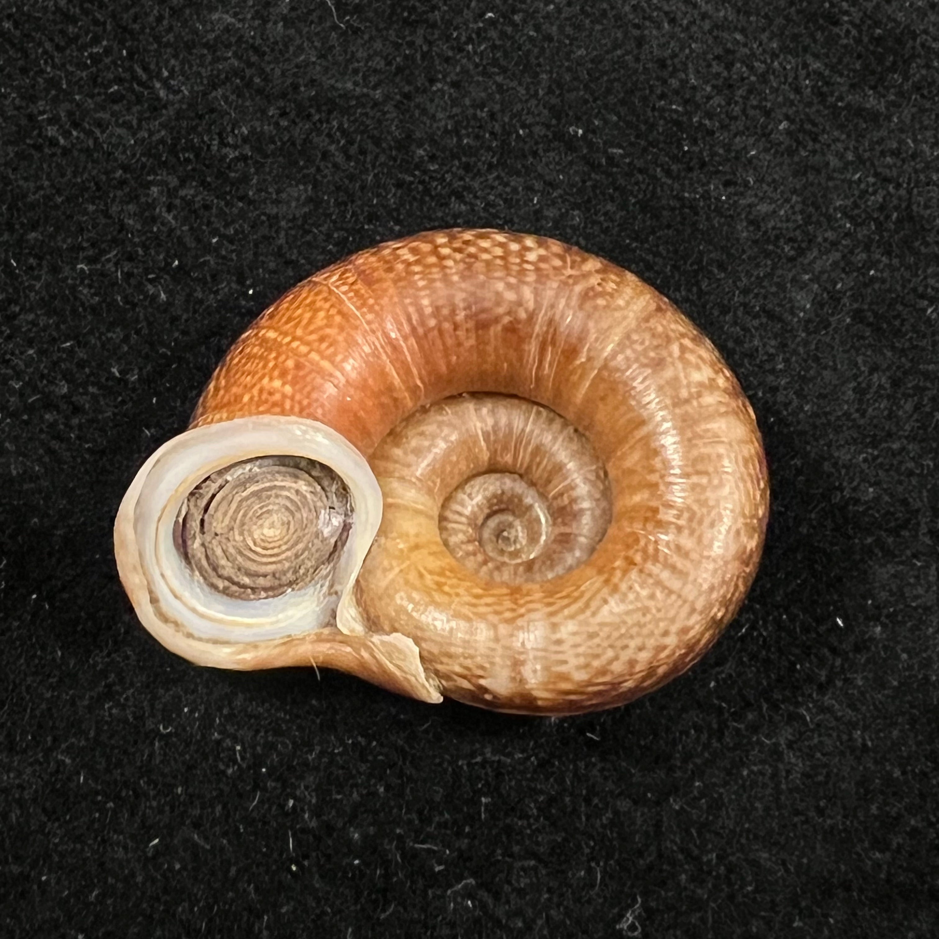 Ptychopoma lienense (Gredler, 1882) - 29,5mm
