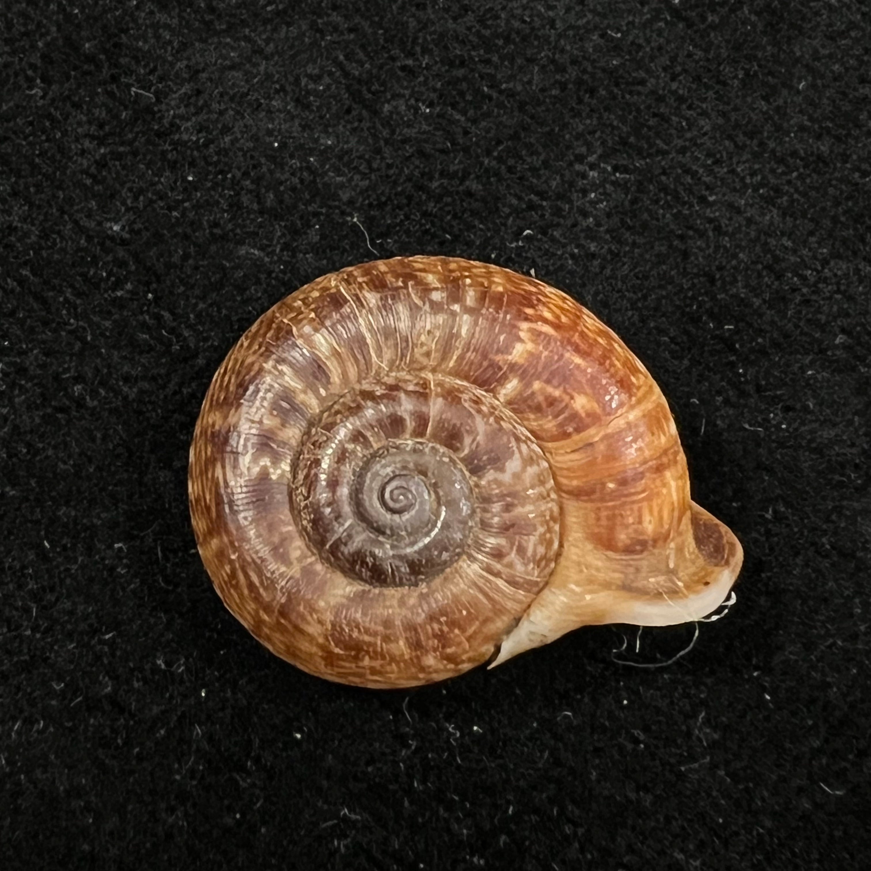 Ptychopoma lienense (Gredler, 1882) - 25,6mm