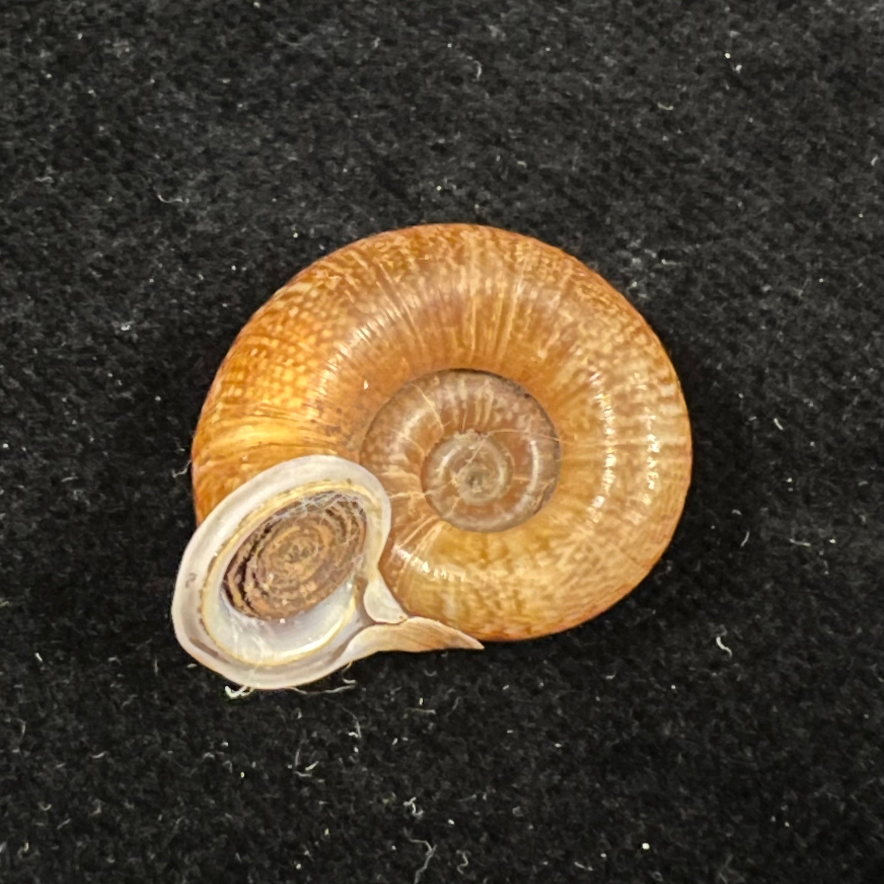 Ptychopoma lienense (Gredler, 1882) - 25,6mm