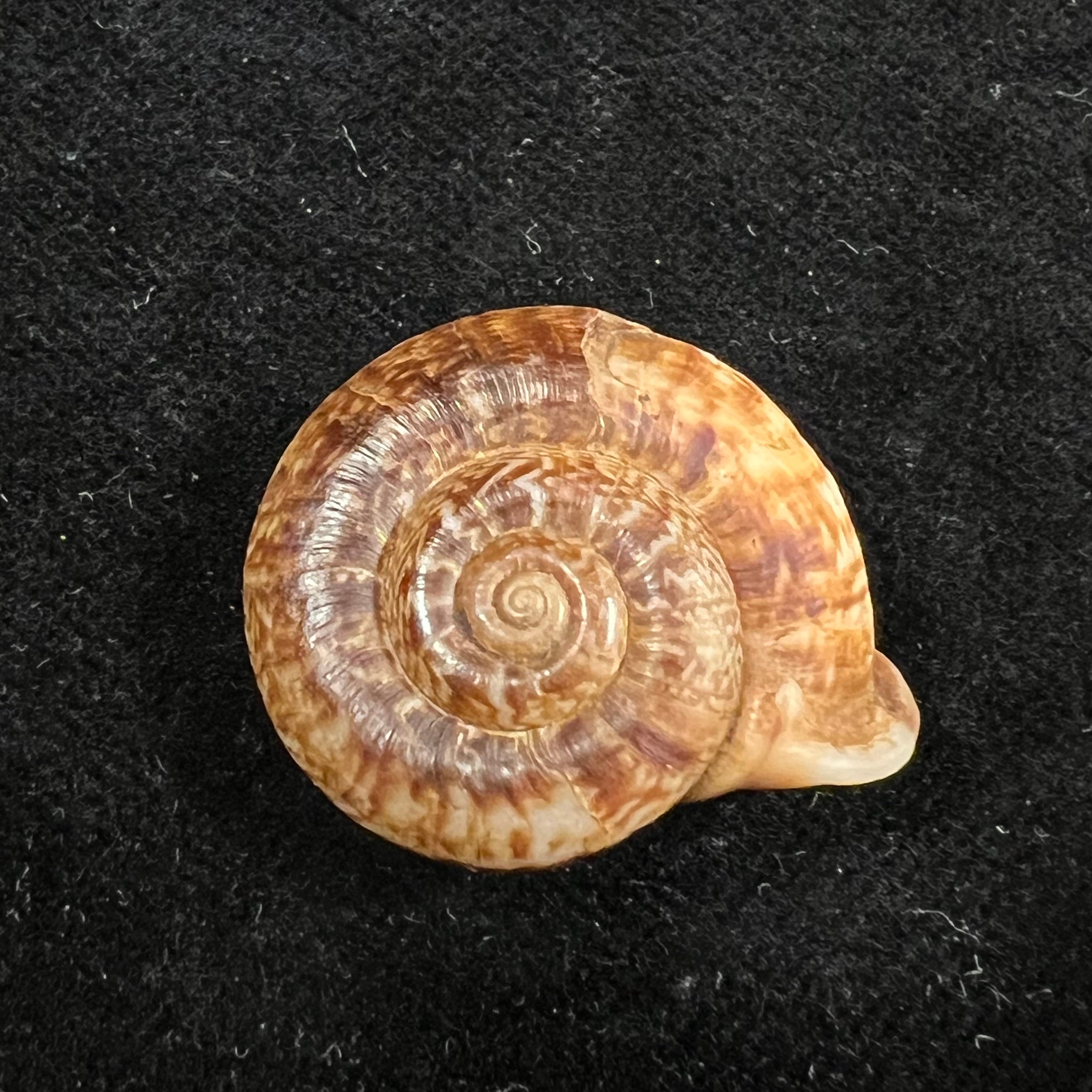Ptychopoma lienense (Gredler, 1882) - 27,9mm