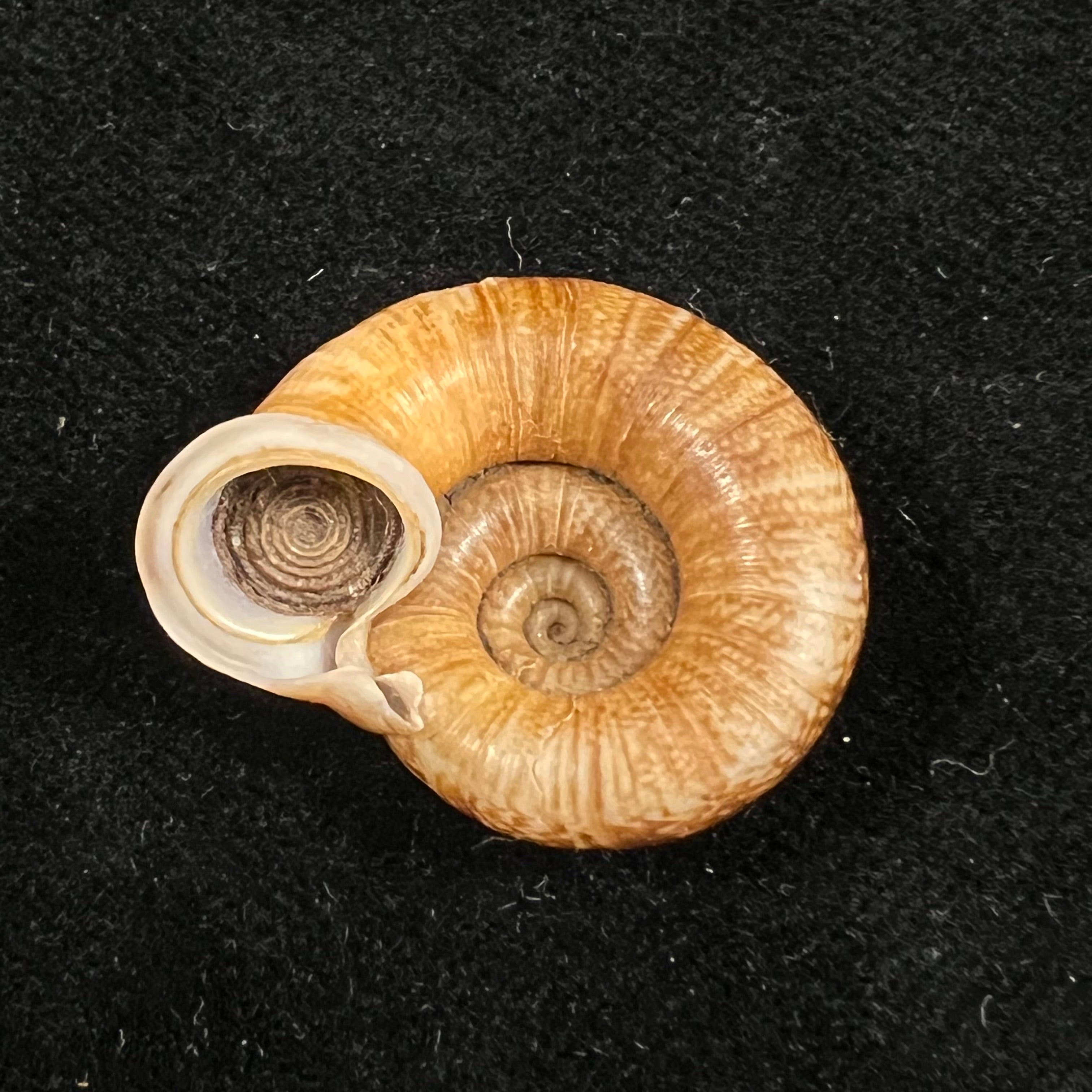 Ptychopoma lienense (Gredler, 1882) - 27,9mm