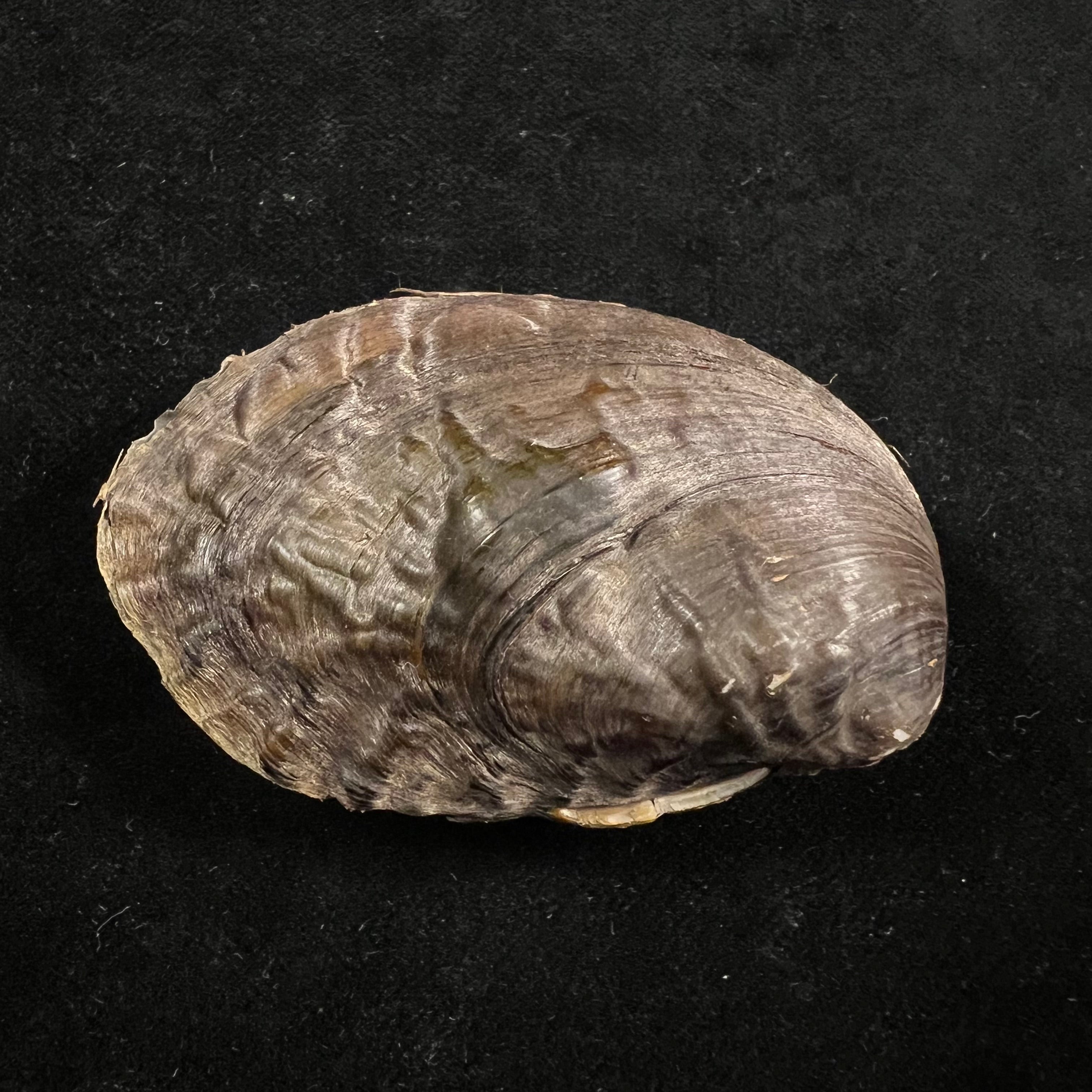 Lamprotula caveata (Heude, 1877) - 63,6mm