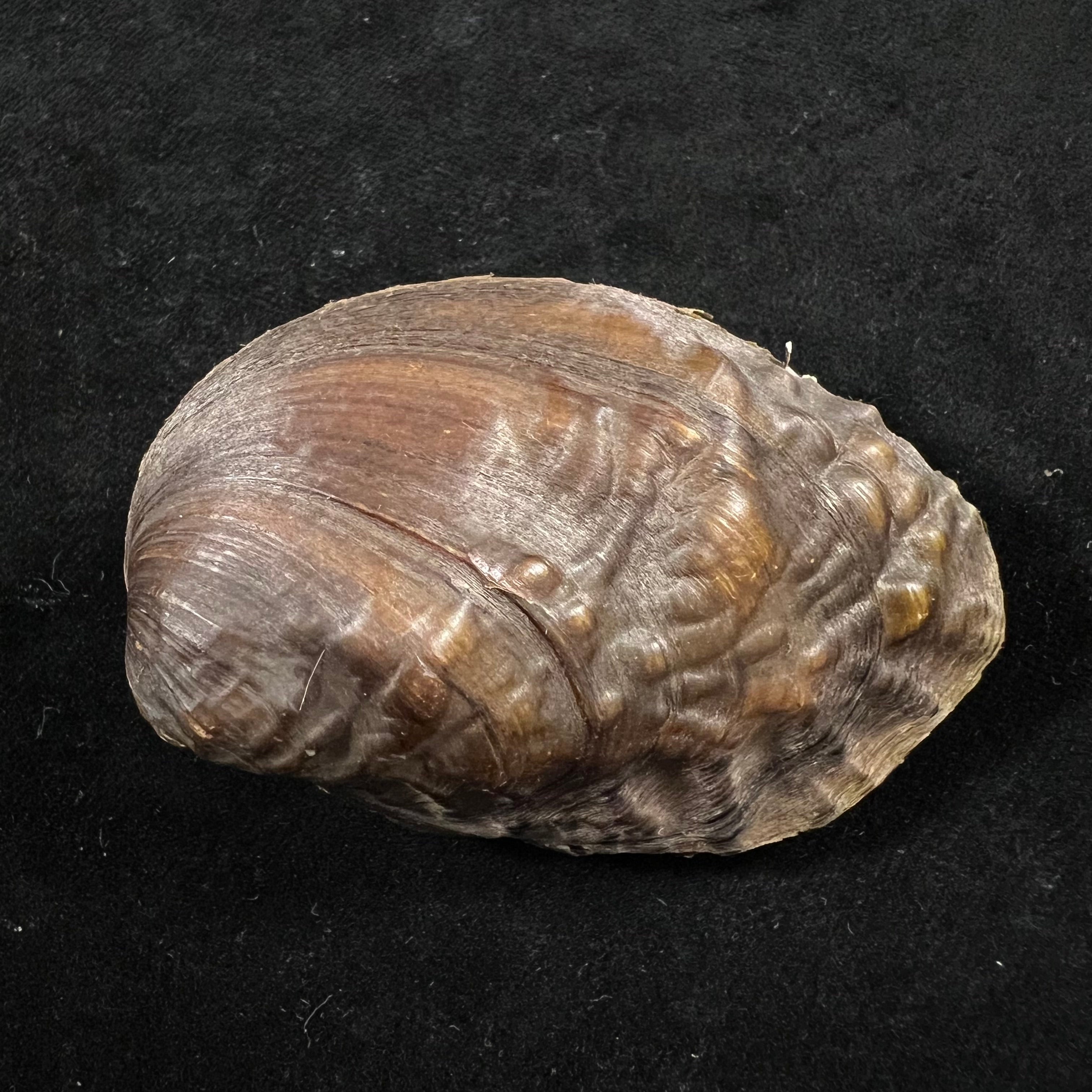 Lamprotula caveata (Heude, 1877) - 63,6mm