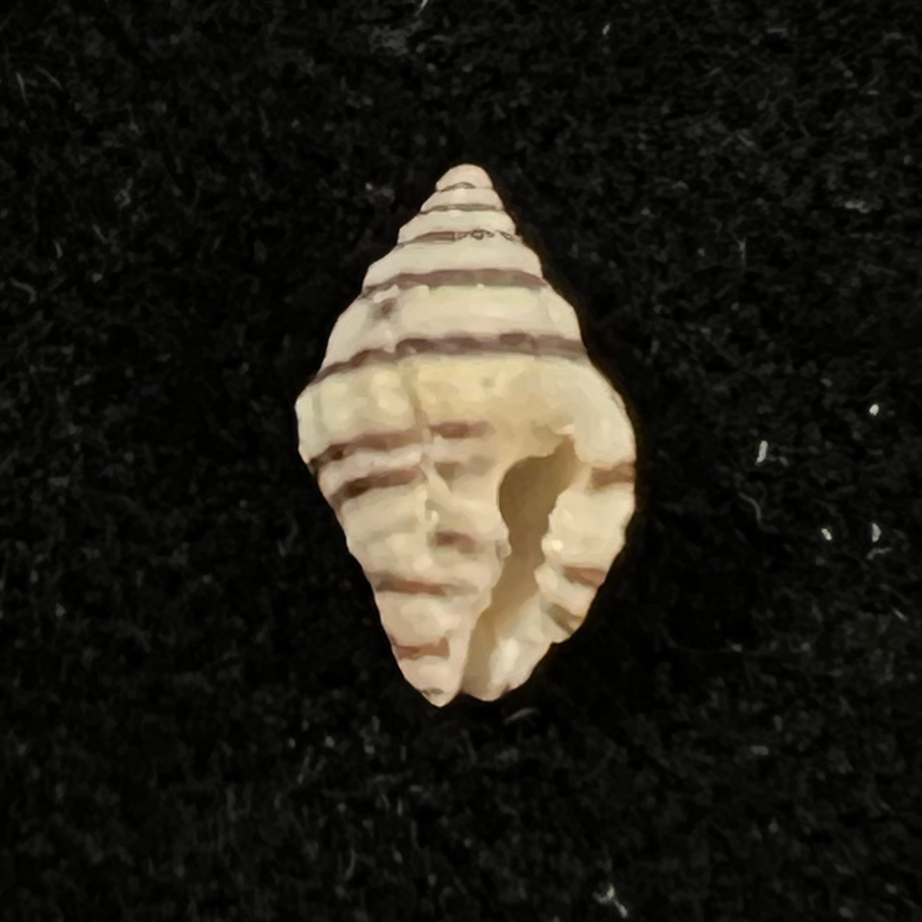 Engina lineata (Reeve, 1846) - 10,4mm