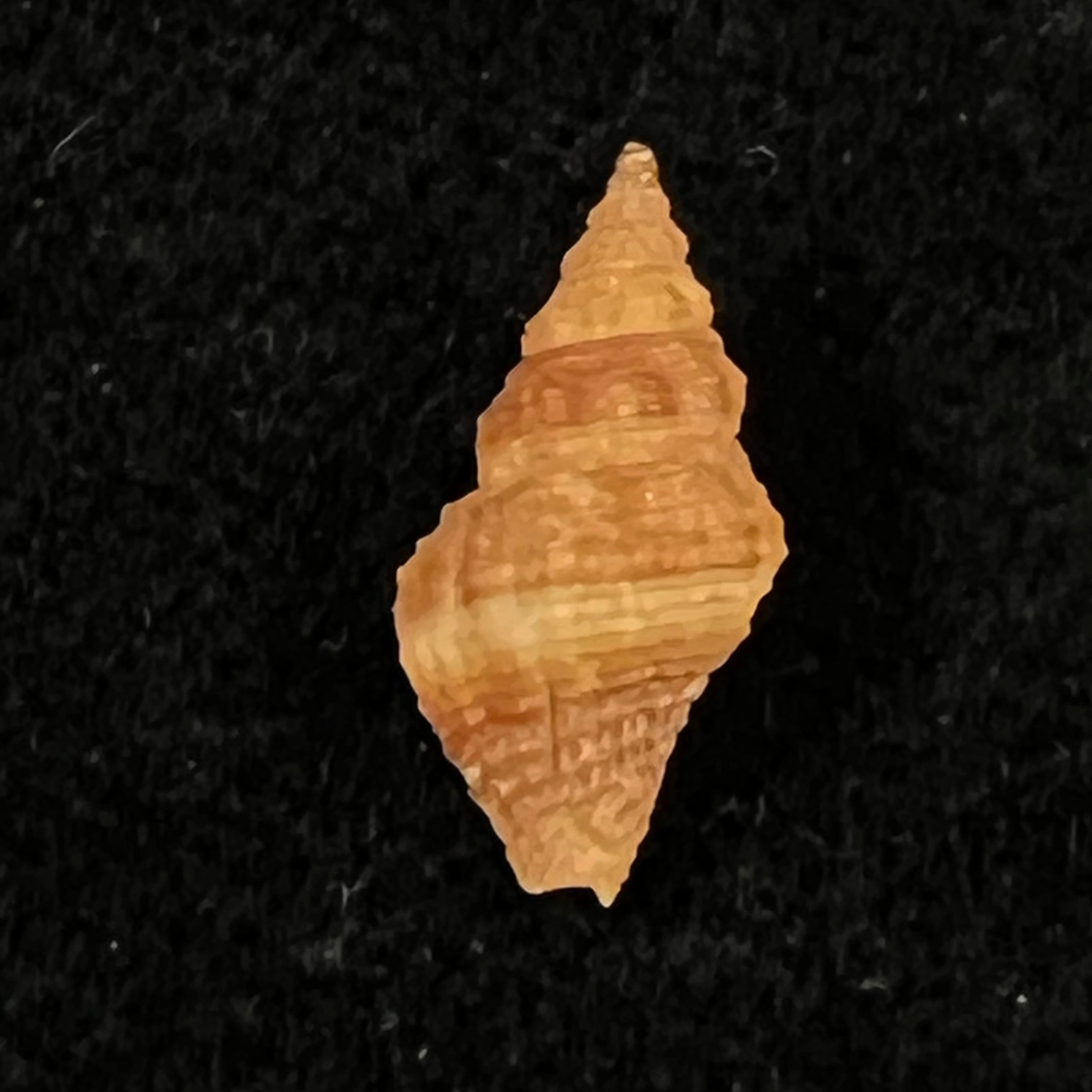 Engina goncalvesi Coltro, 2005 - 14,2mm