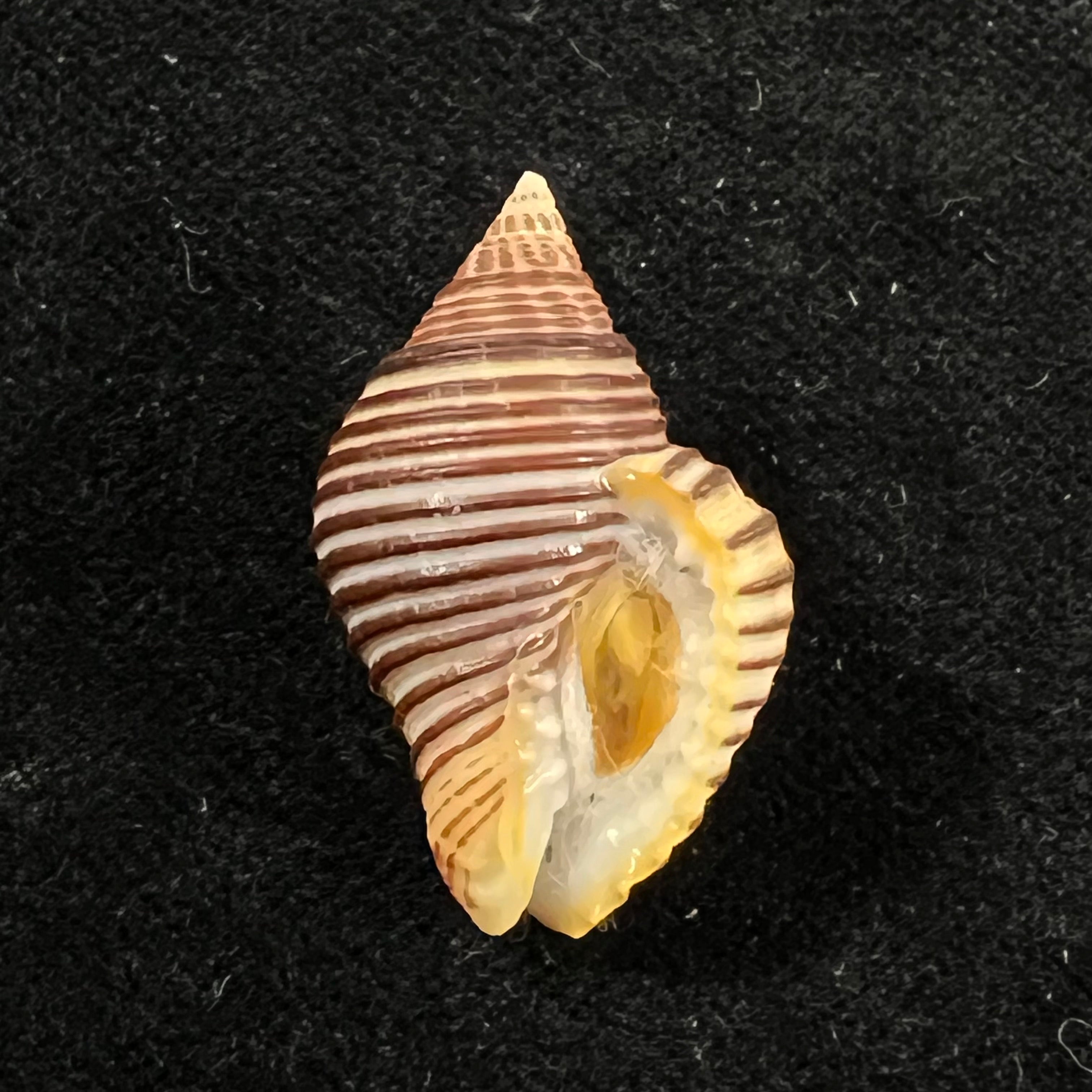 Pollia undosa (Linnaeus, 1758) - 28,3mm