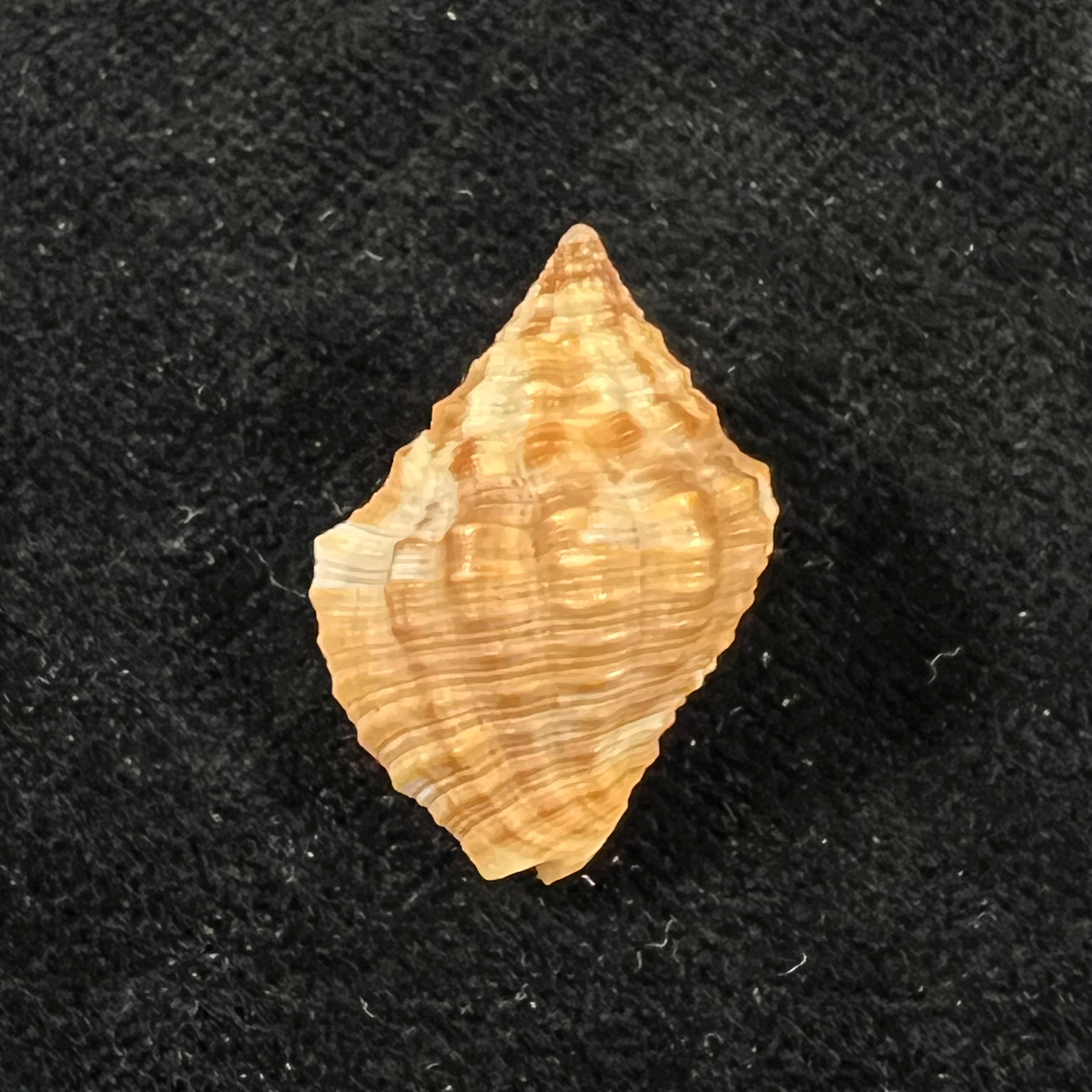 Gemophos auritulus (Link, 1807) - 22,9mm