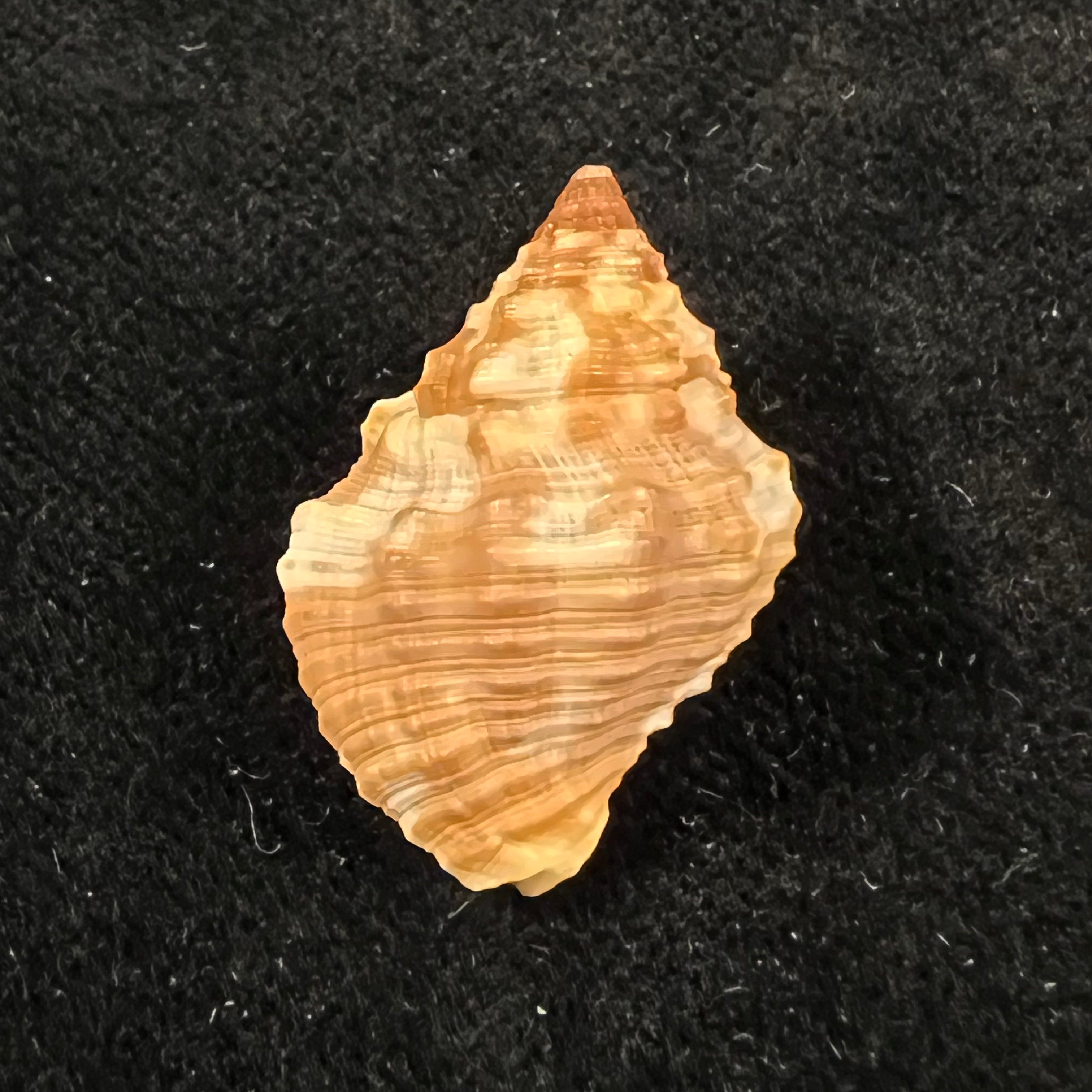 Gemophos auritulus (Link, 1807) - 25,6mm